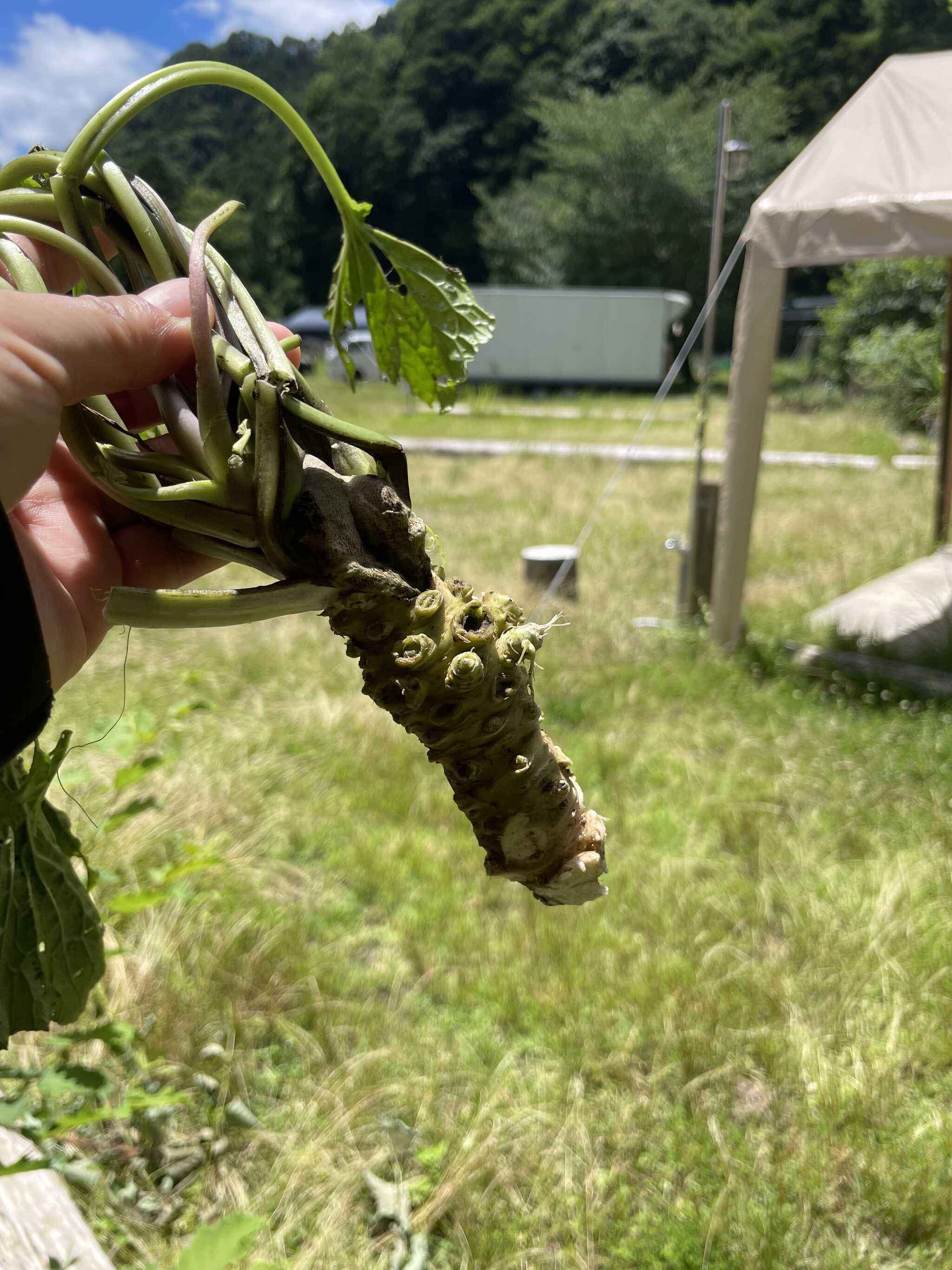 わさび!敷地内に栽培されていて、朝穫れたてをお昼にお肉といただきました!
