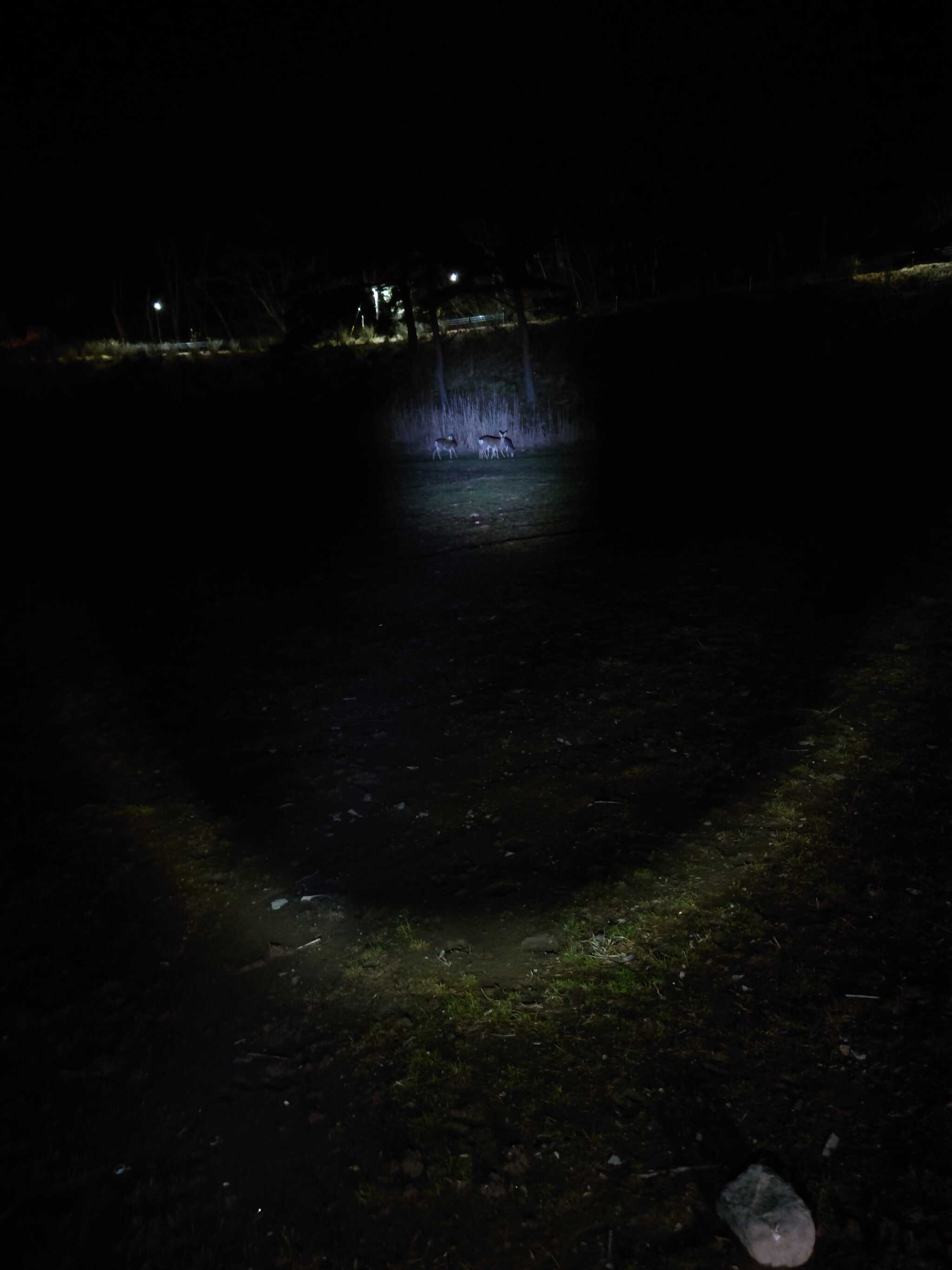 精進湖キャンピングコテージの写真 2枚目
