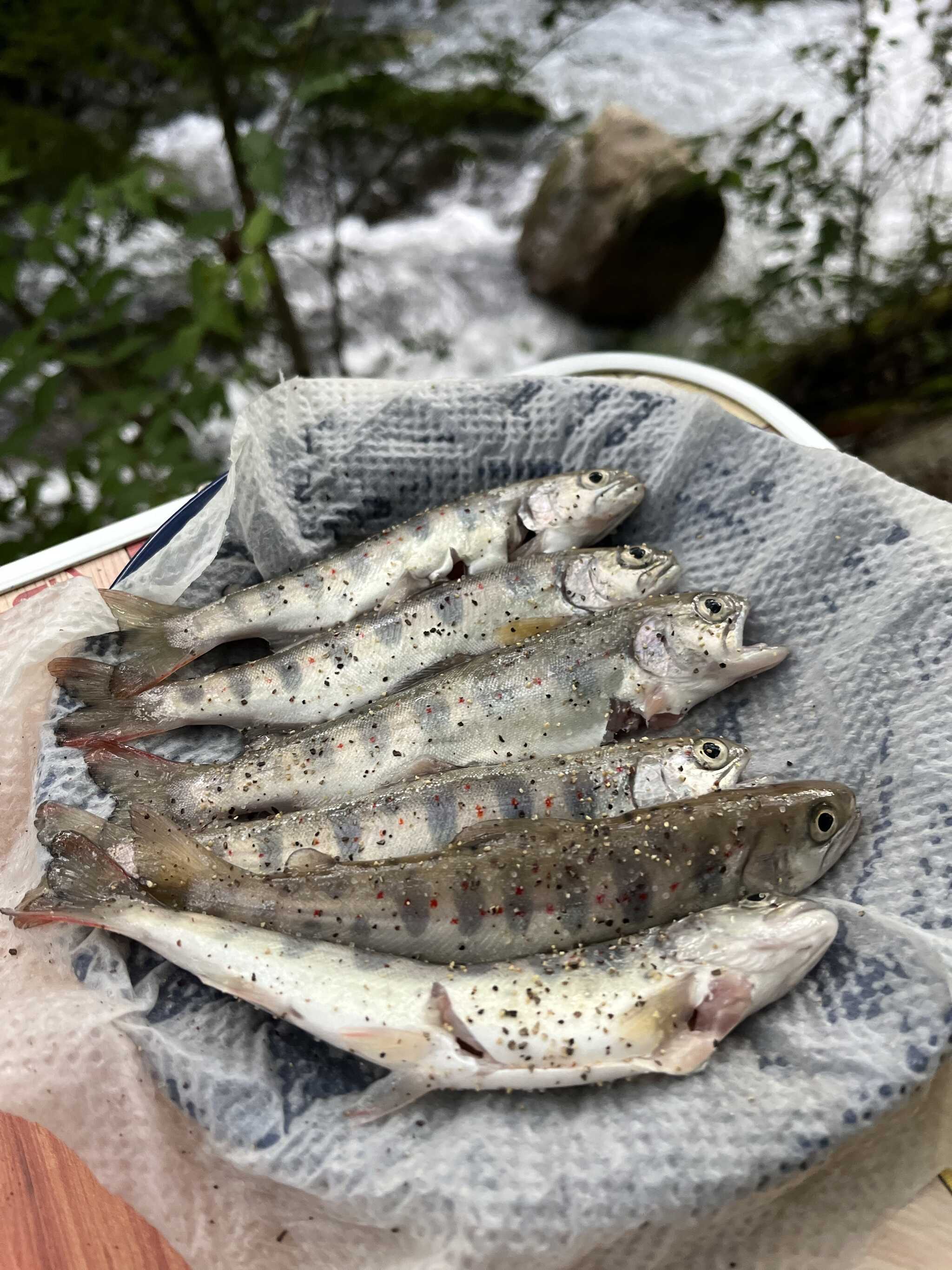 アマゴ掴み取り 夕飯に