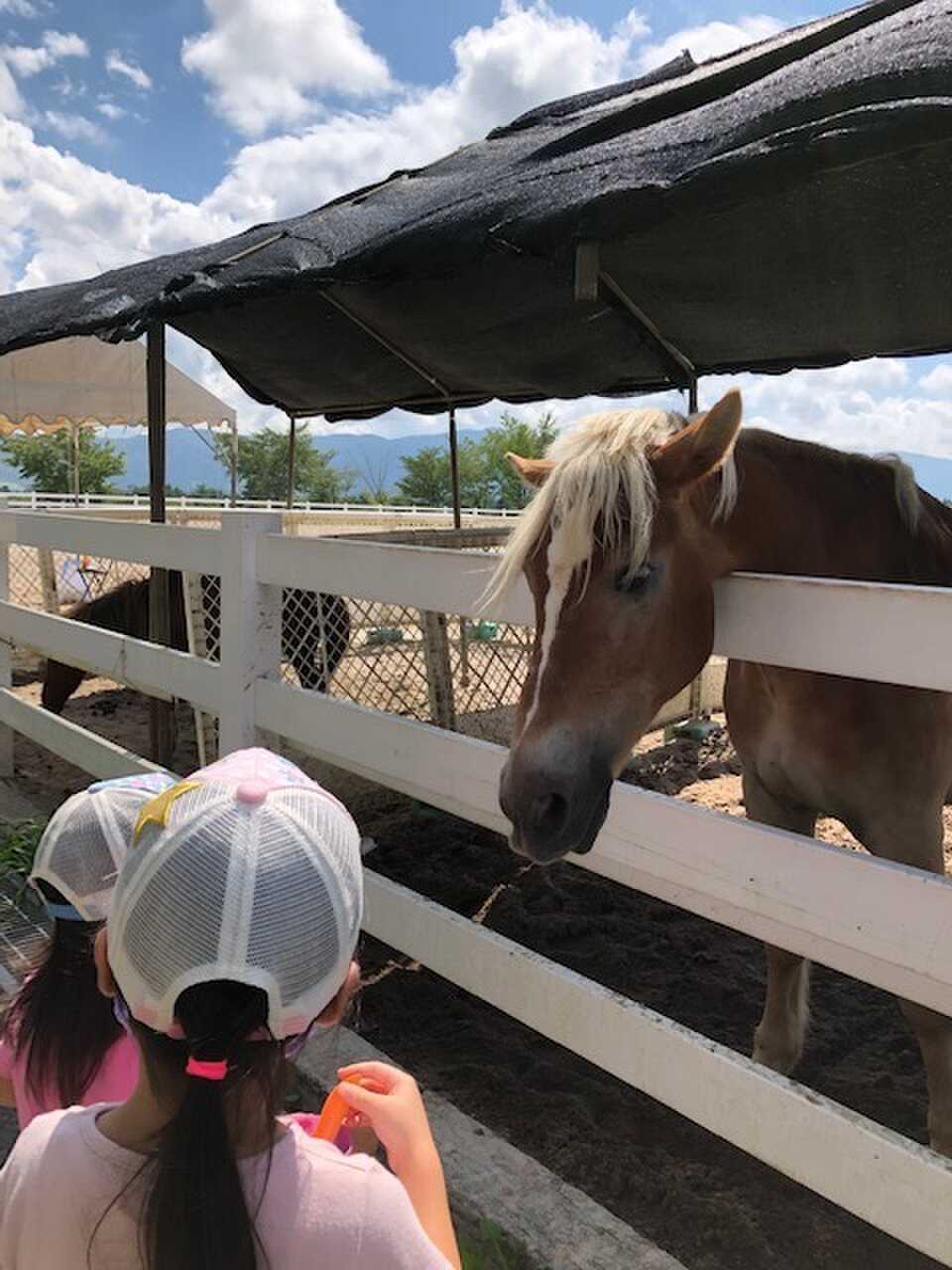 乗馬体験施設で餌やり