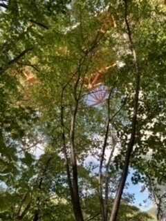 solocampers field FOREST MUSICの写真 2枚目