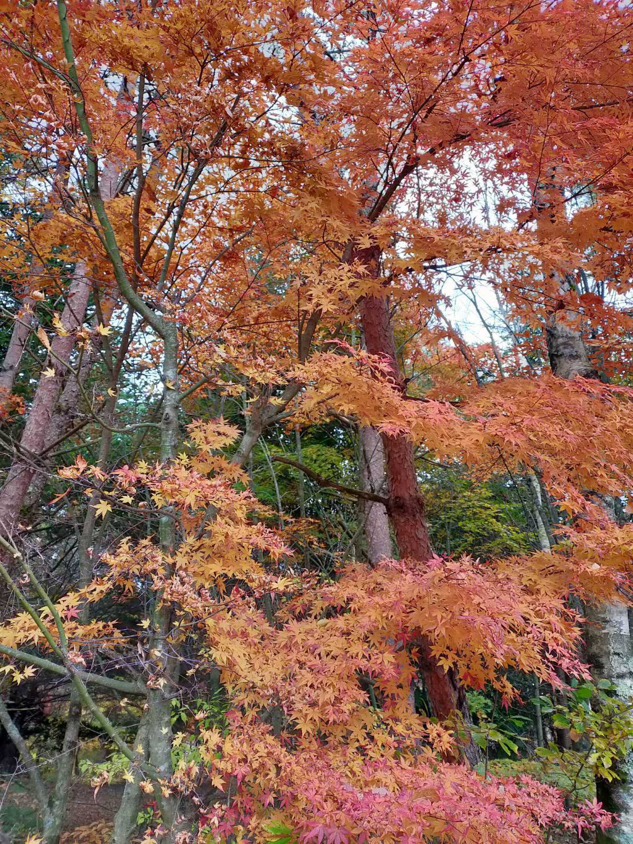 紅葉スポット