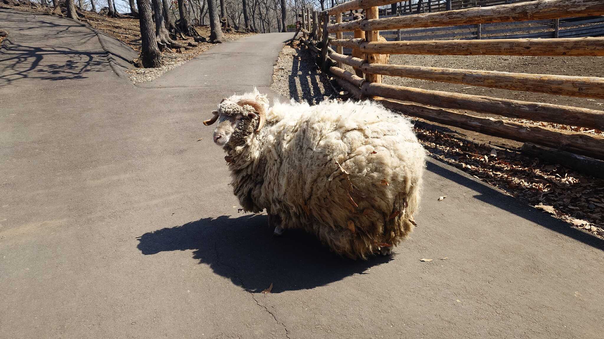 自然動物園