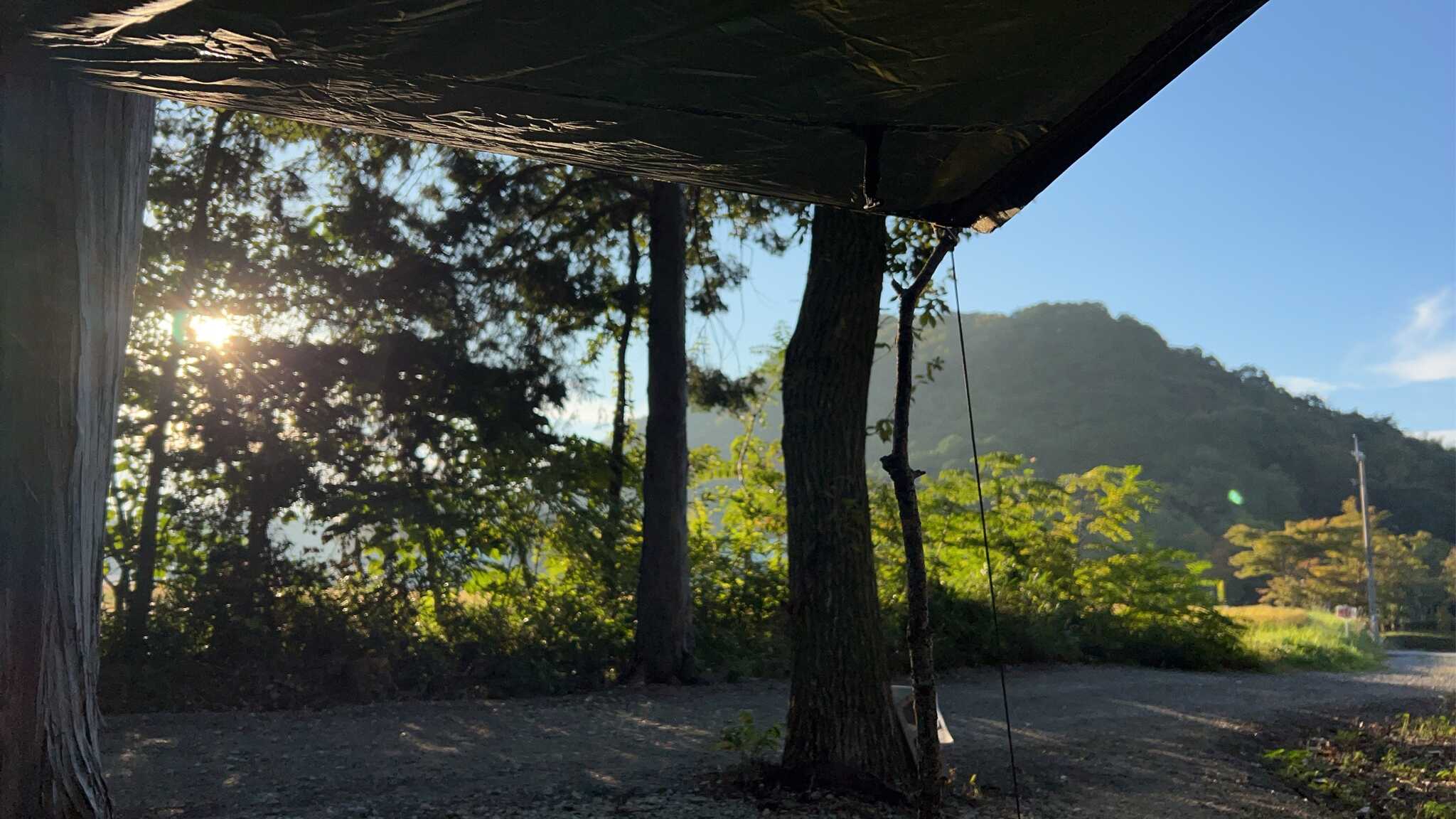 朝の陽ざしを受けて