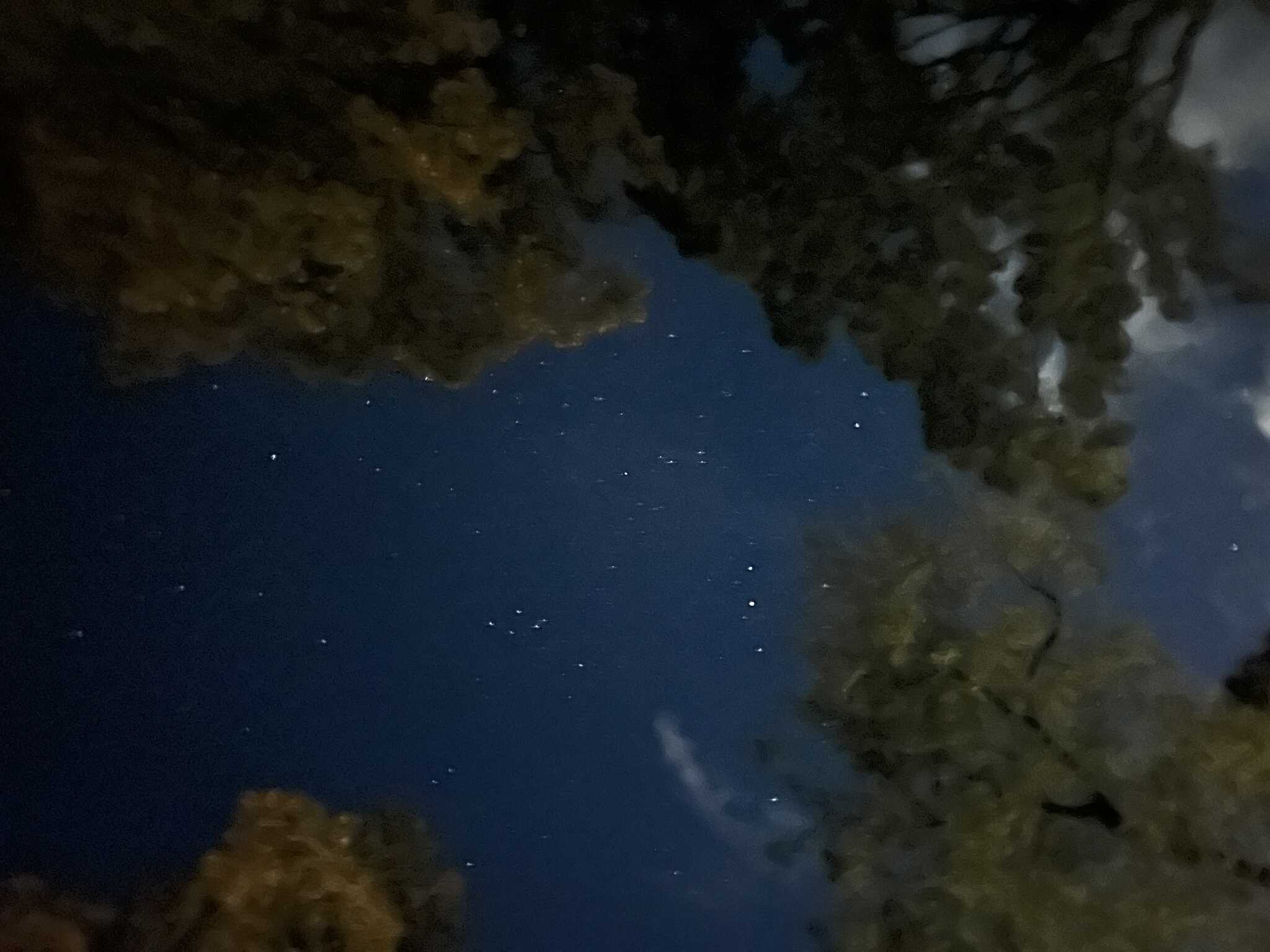 御池の夜空