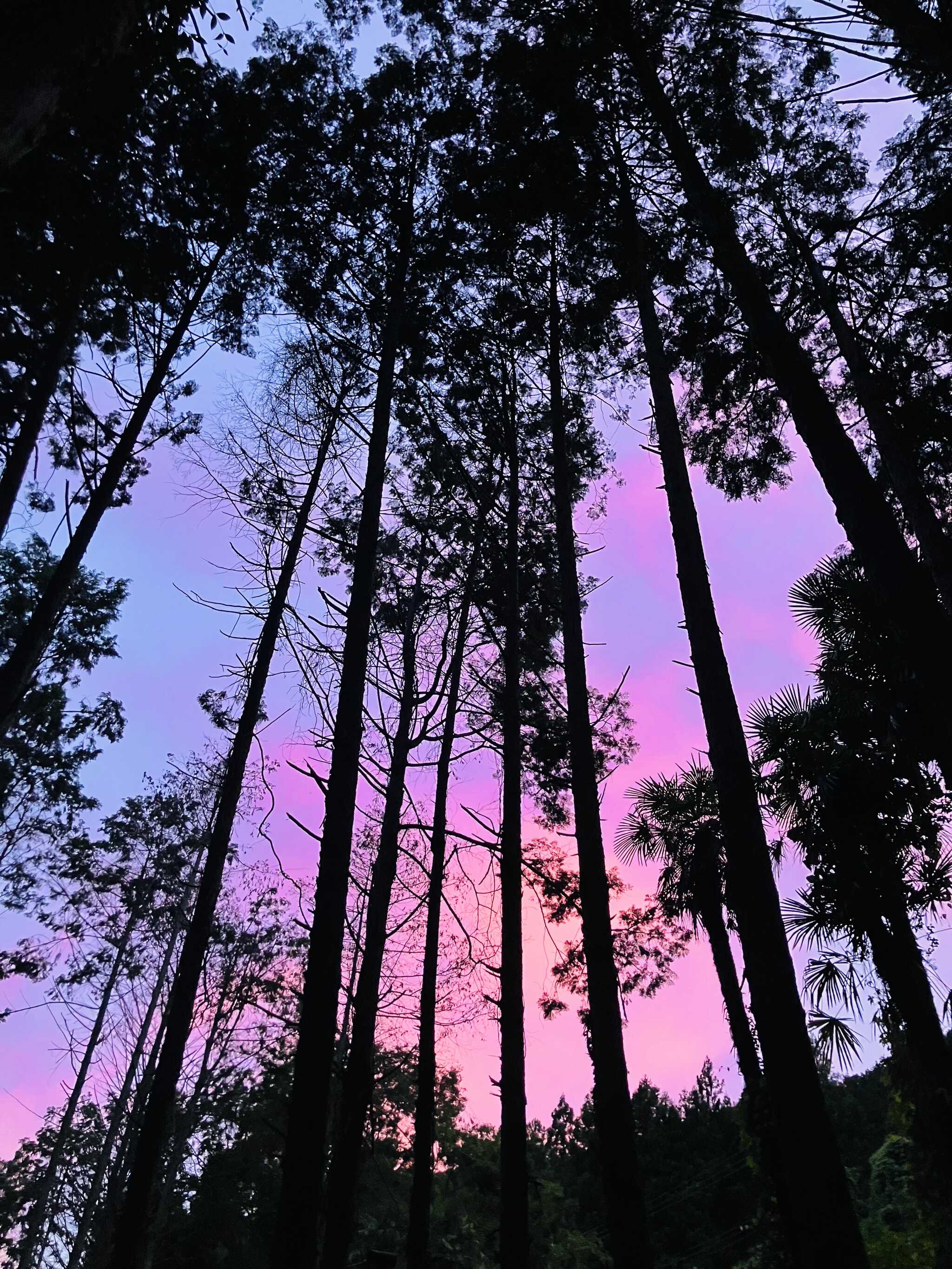 綺麗な夕焼け