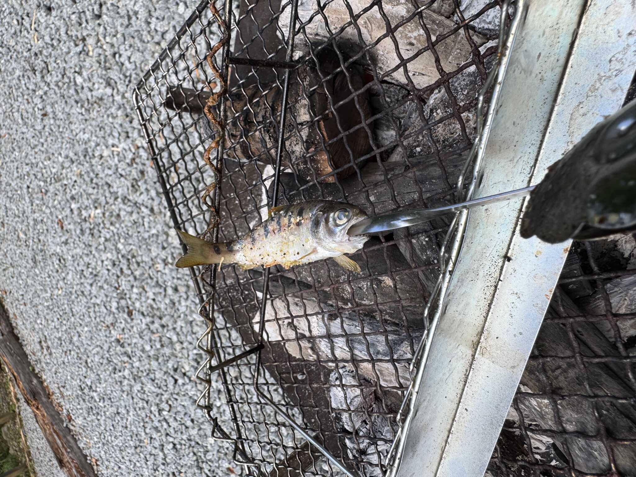 採った魚をその場で塩焼