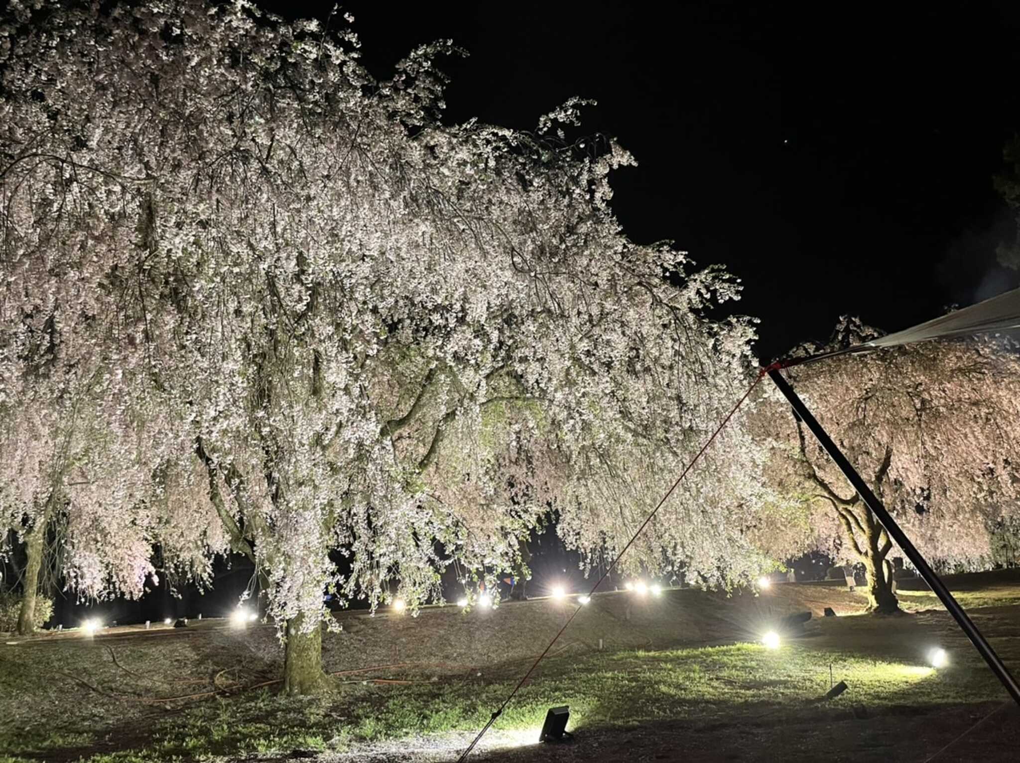 しだれ桜のライトアップ