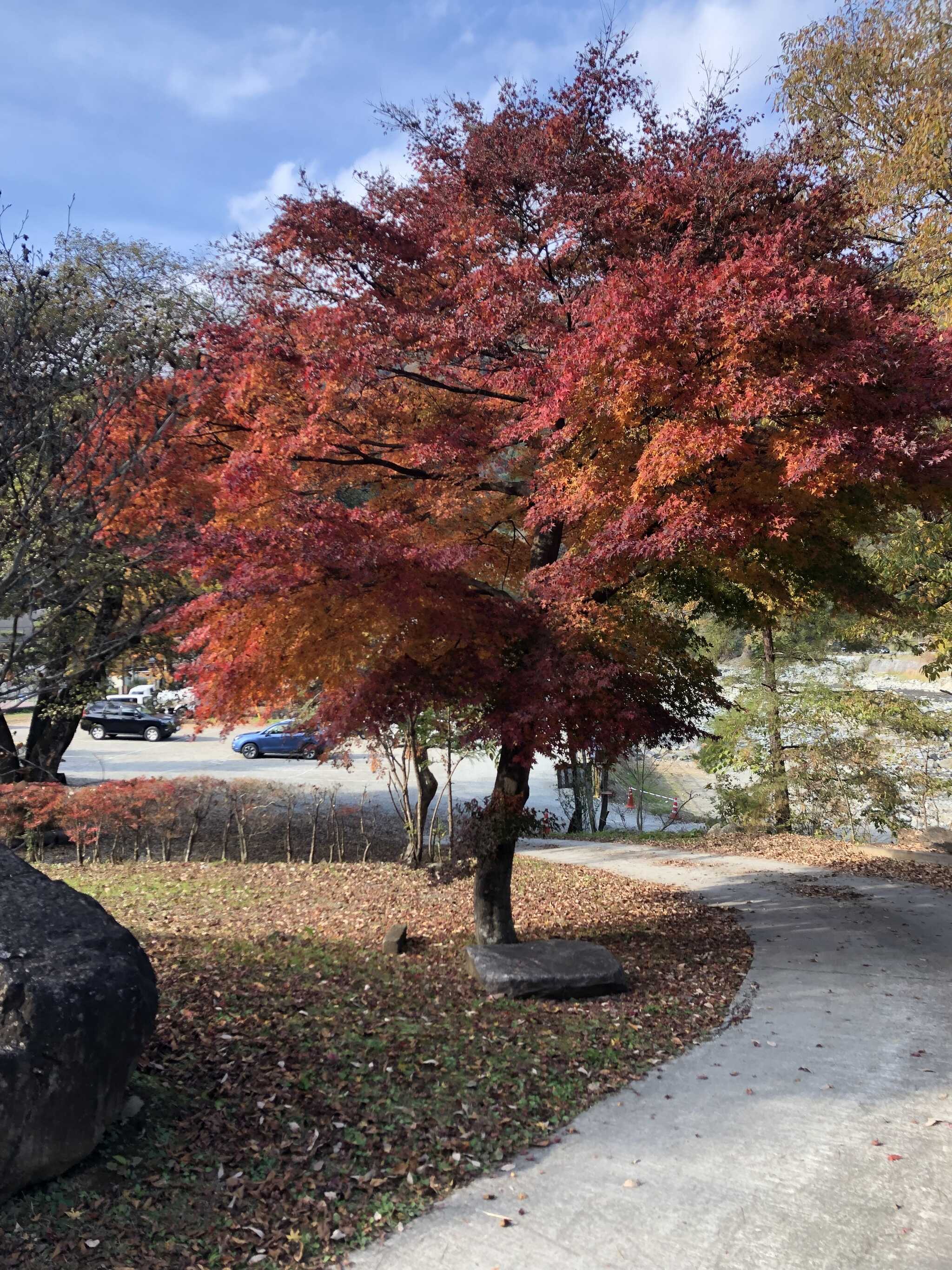 紅葉