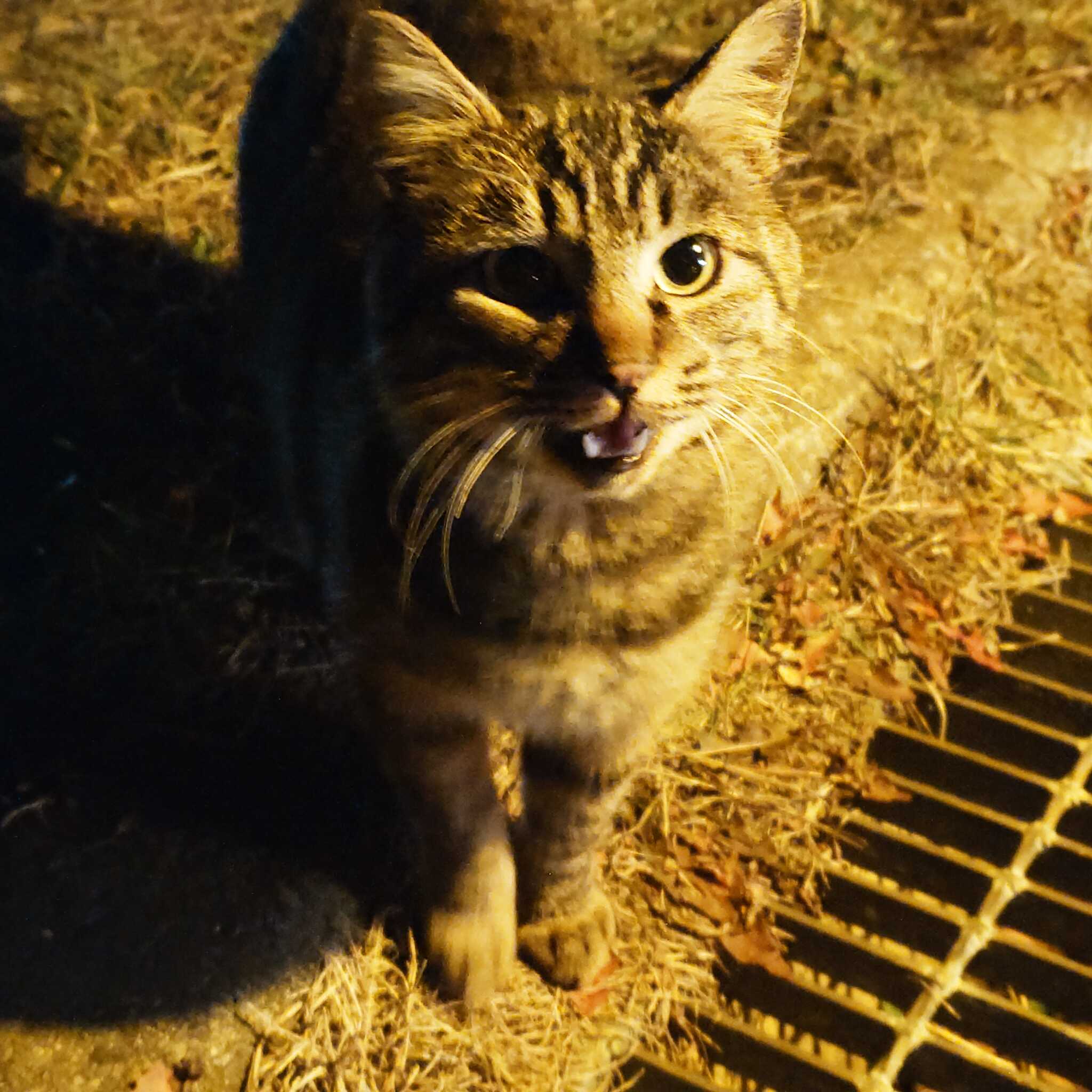 人馴れした猫