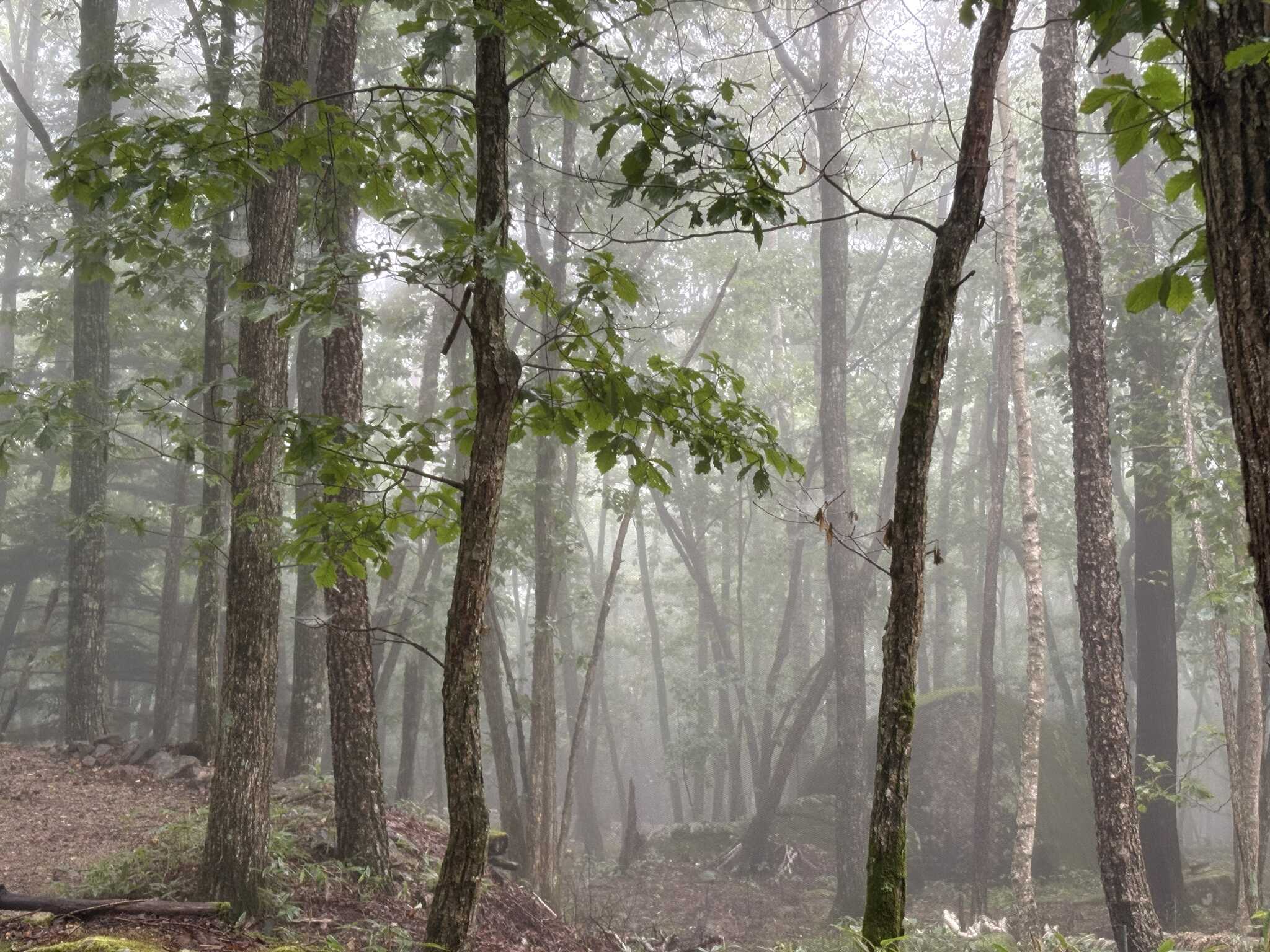 森の中なので霧がかかるととても幻想的な風景となります。