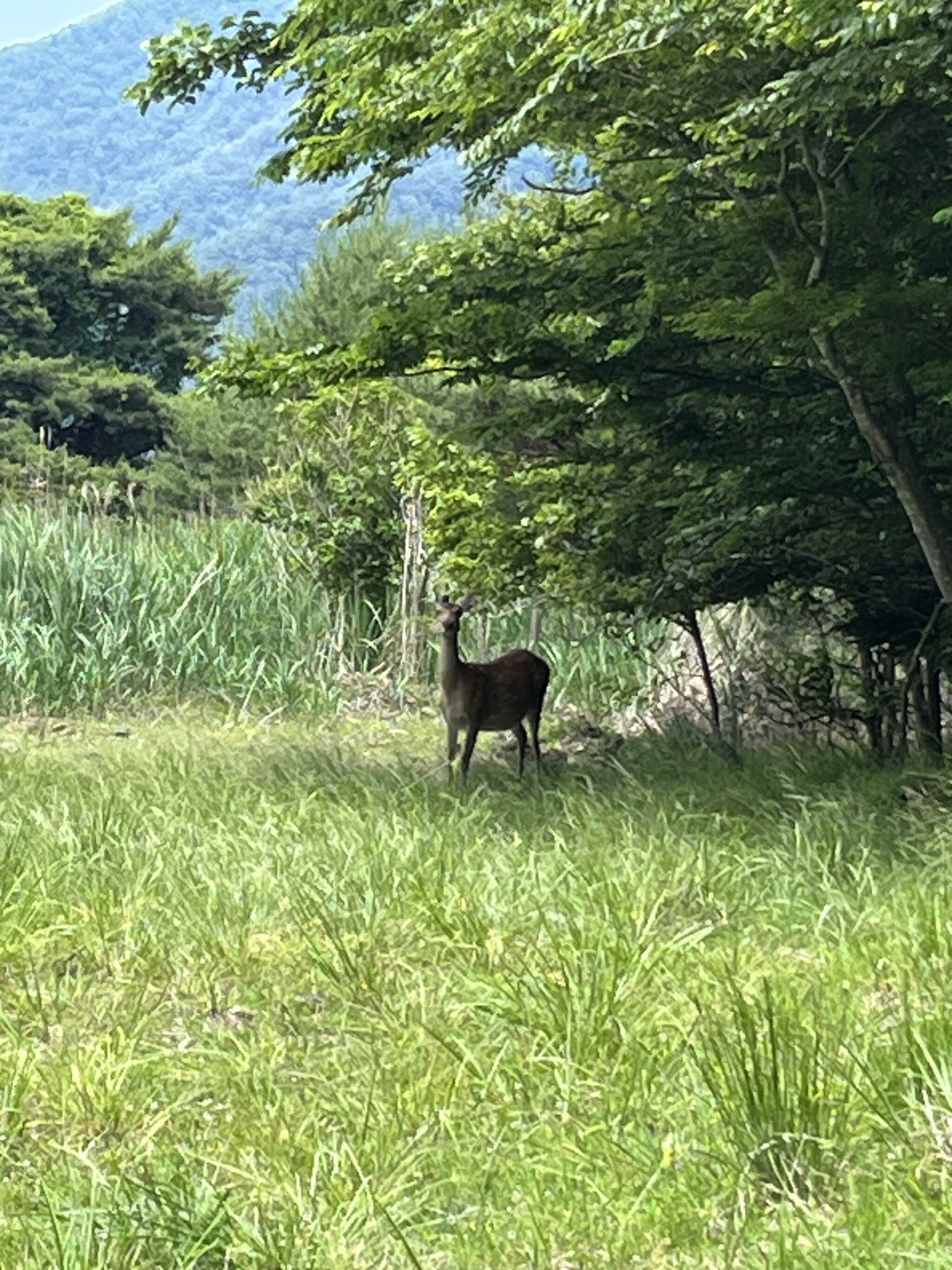 鹿がお出迎え