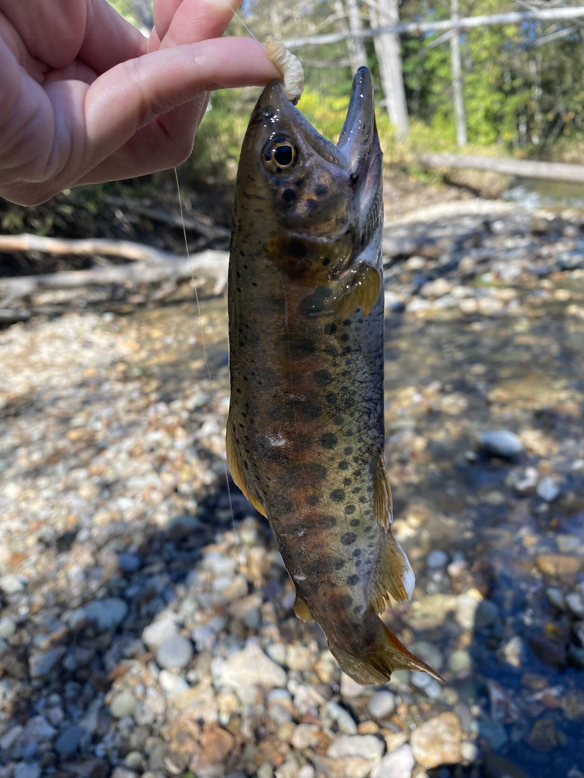 山女魚が釣れました