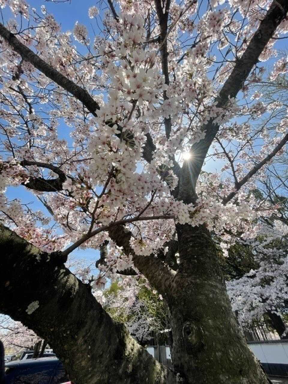 桜の季節に行くと見れます