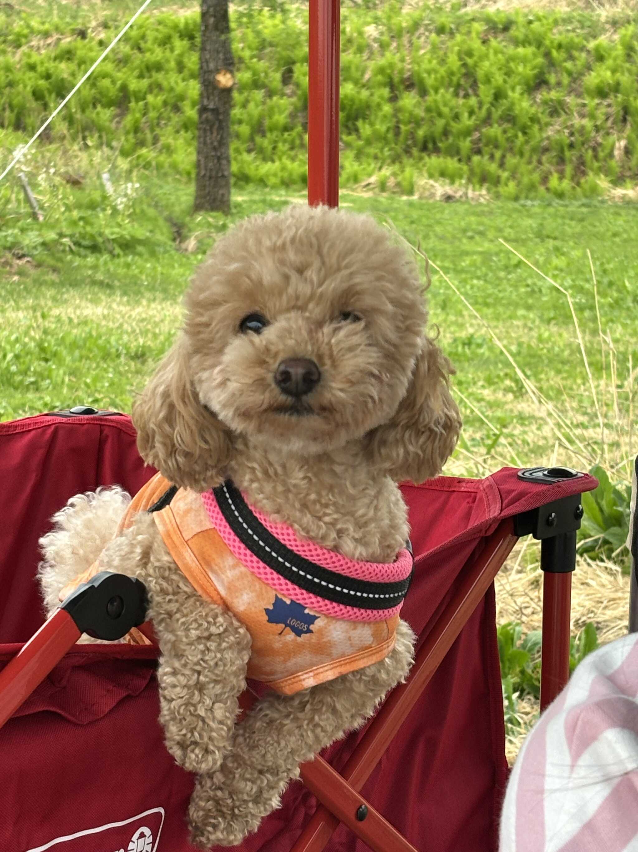 犬連れOK