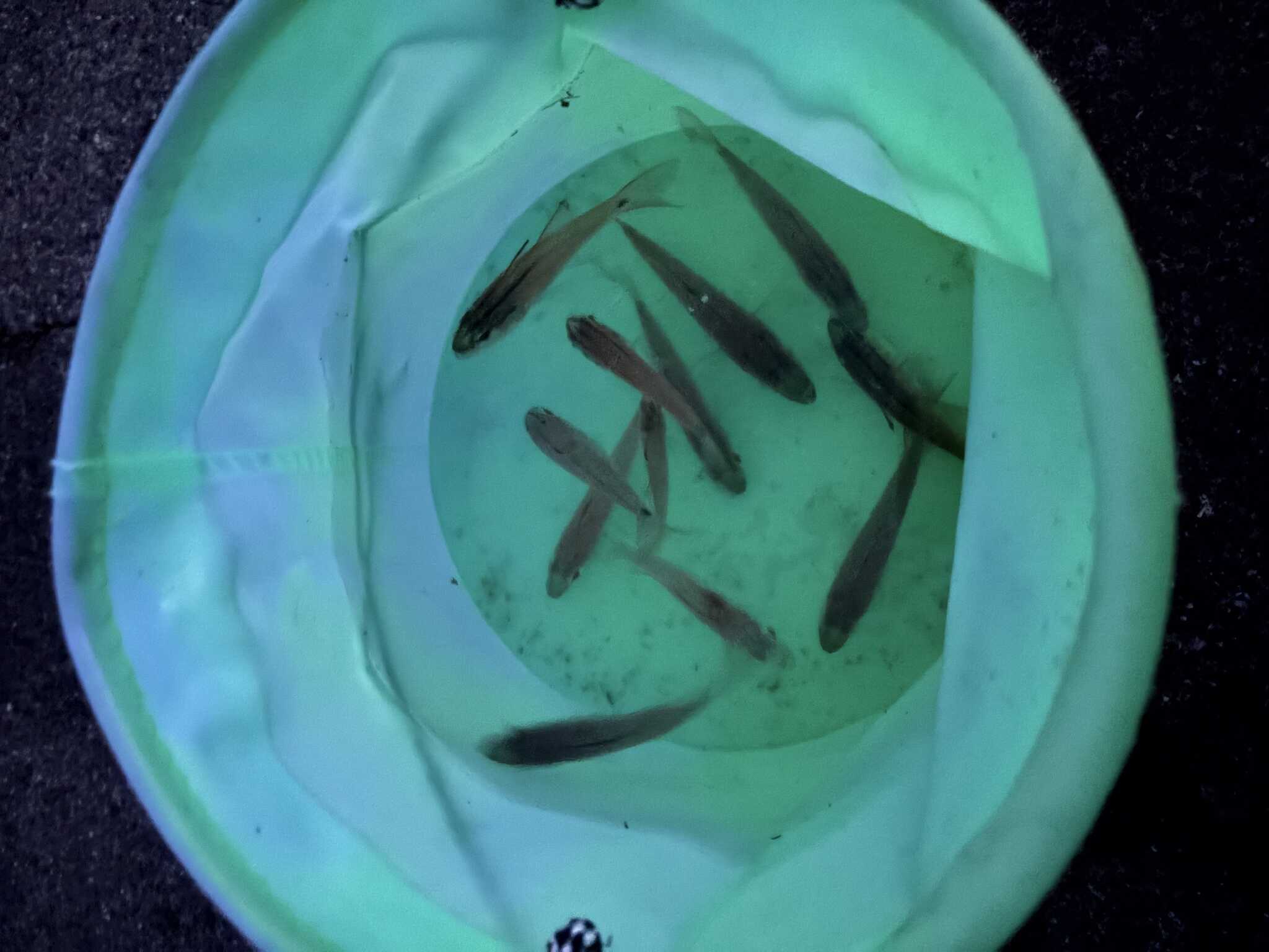 念仏鯛