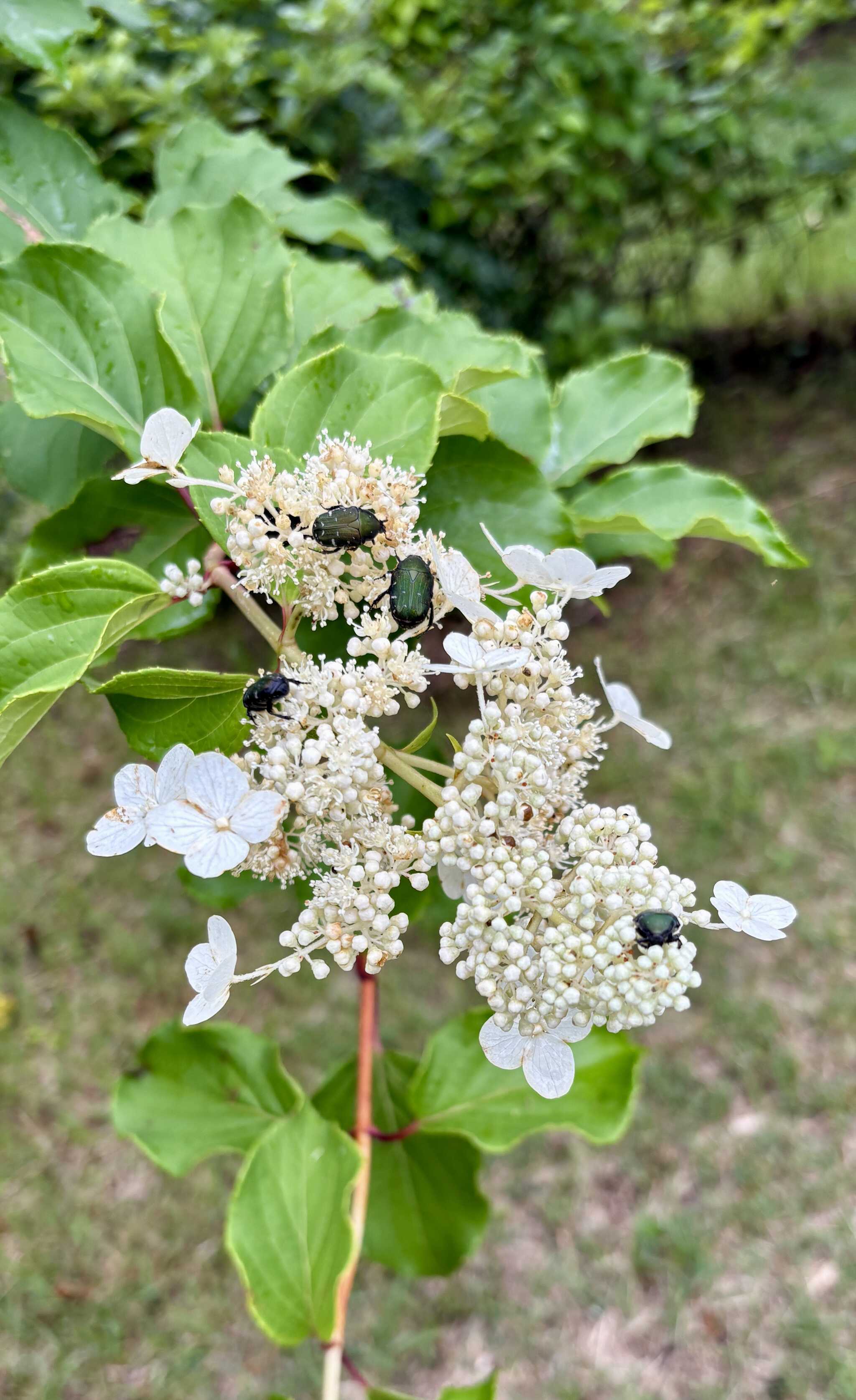 花とハナムグリ