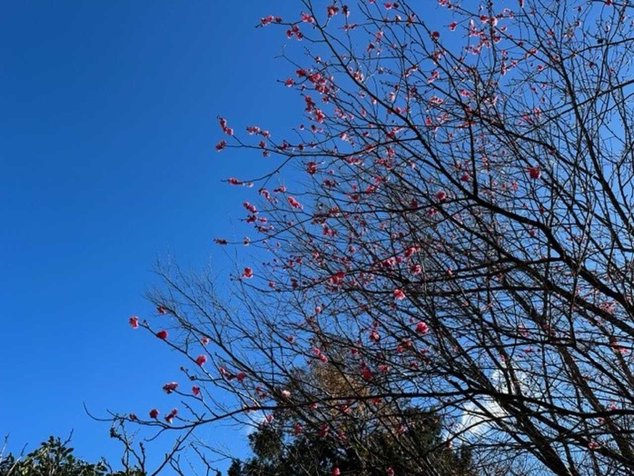 梅が咲いてました