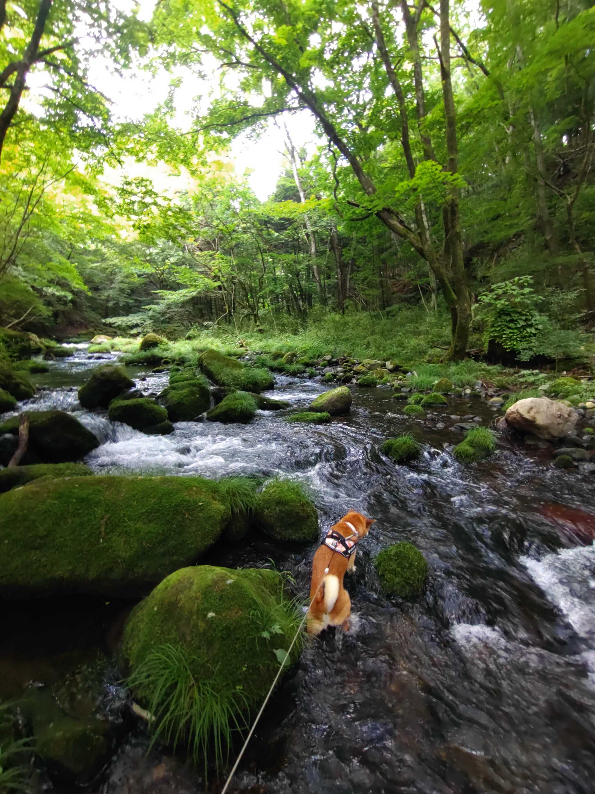 那須高原ITAMUROキャンプ場の口コミ投稿写真