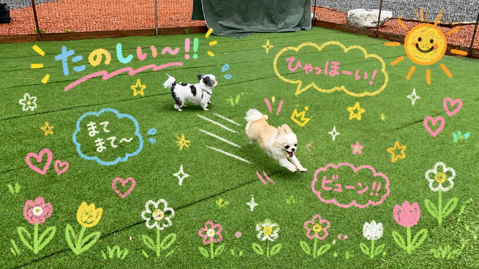 ドッグラン楽しいなぁ!
