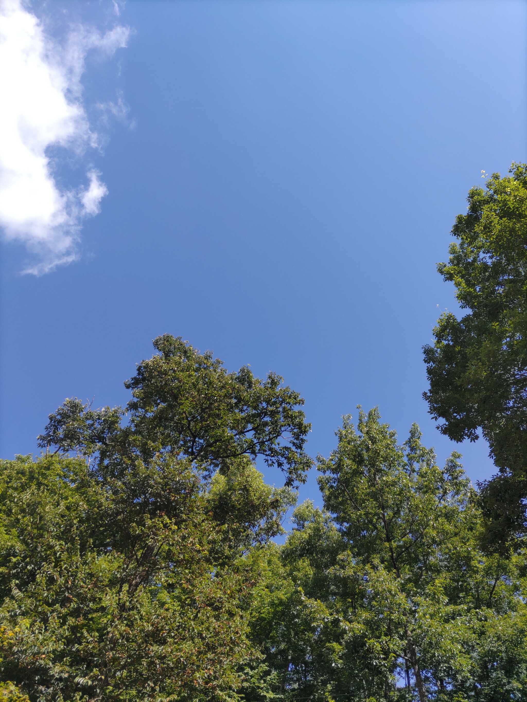 木々から見える空の色
