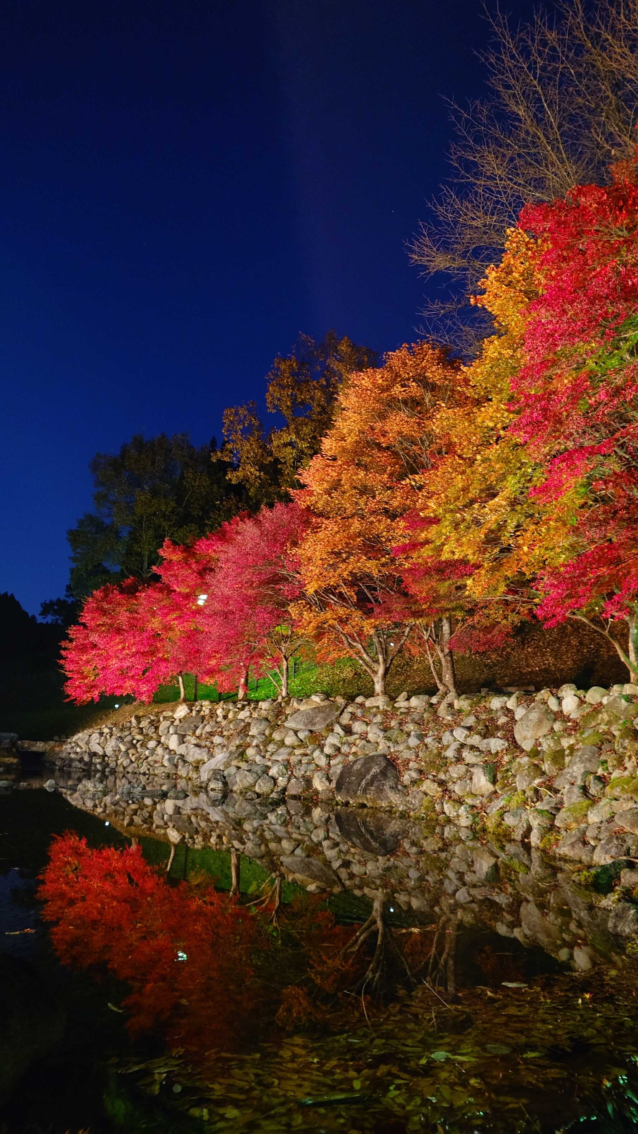 紅葉のライトアップ