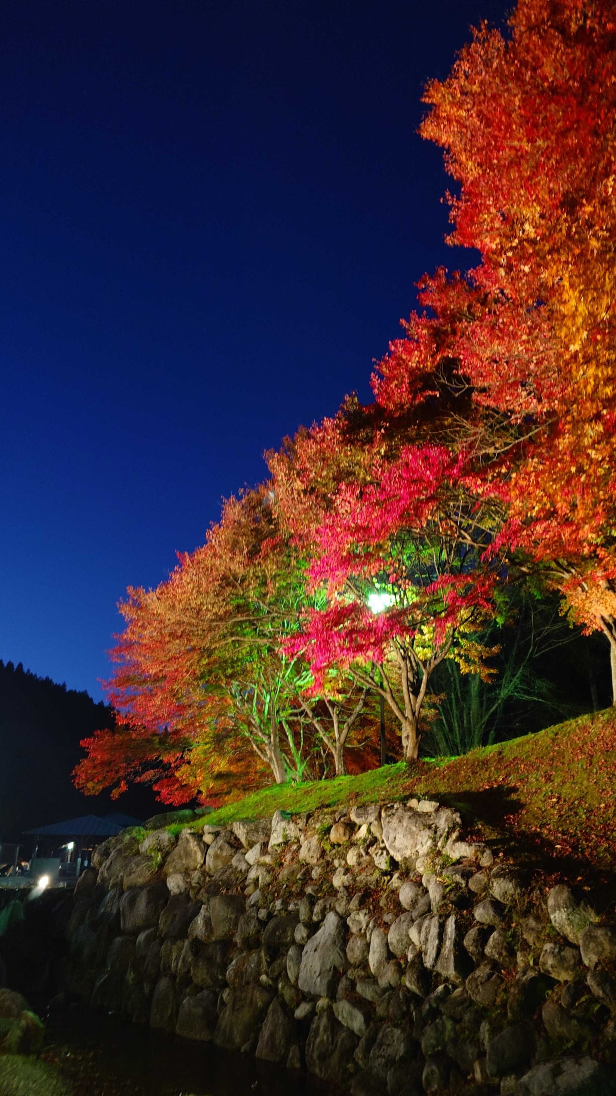 紅葉のライトアップ
