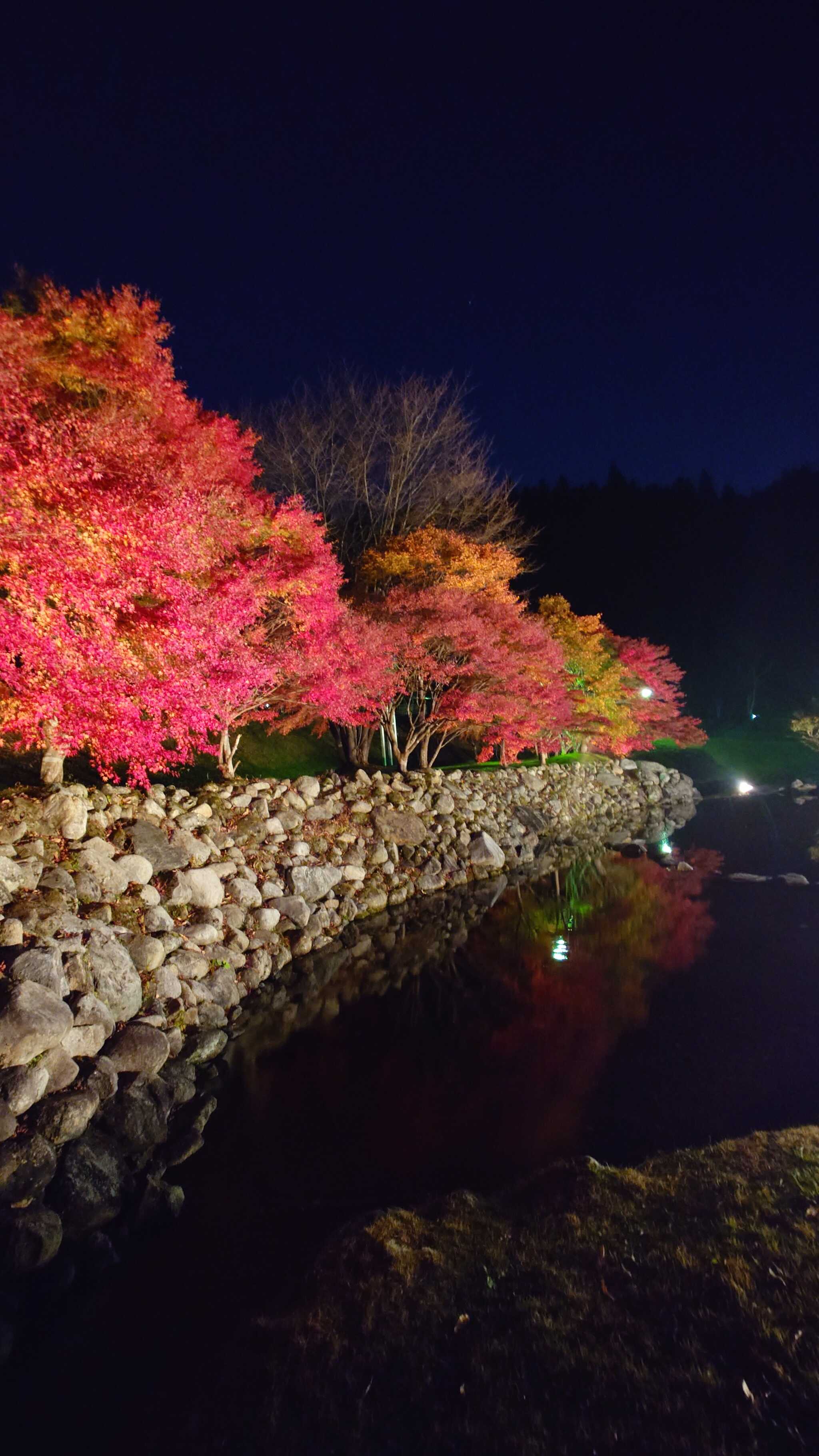 紅葉のライトアップ
