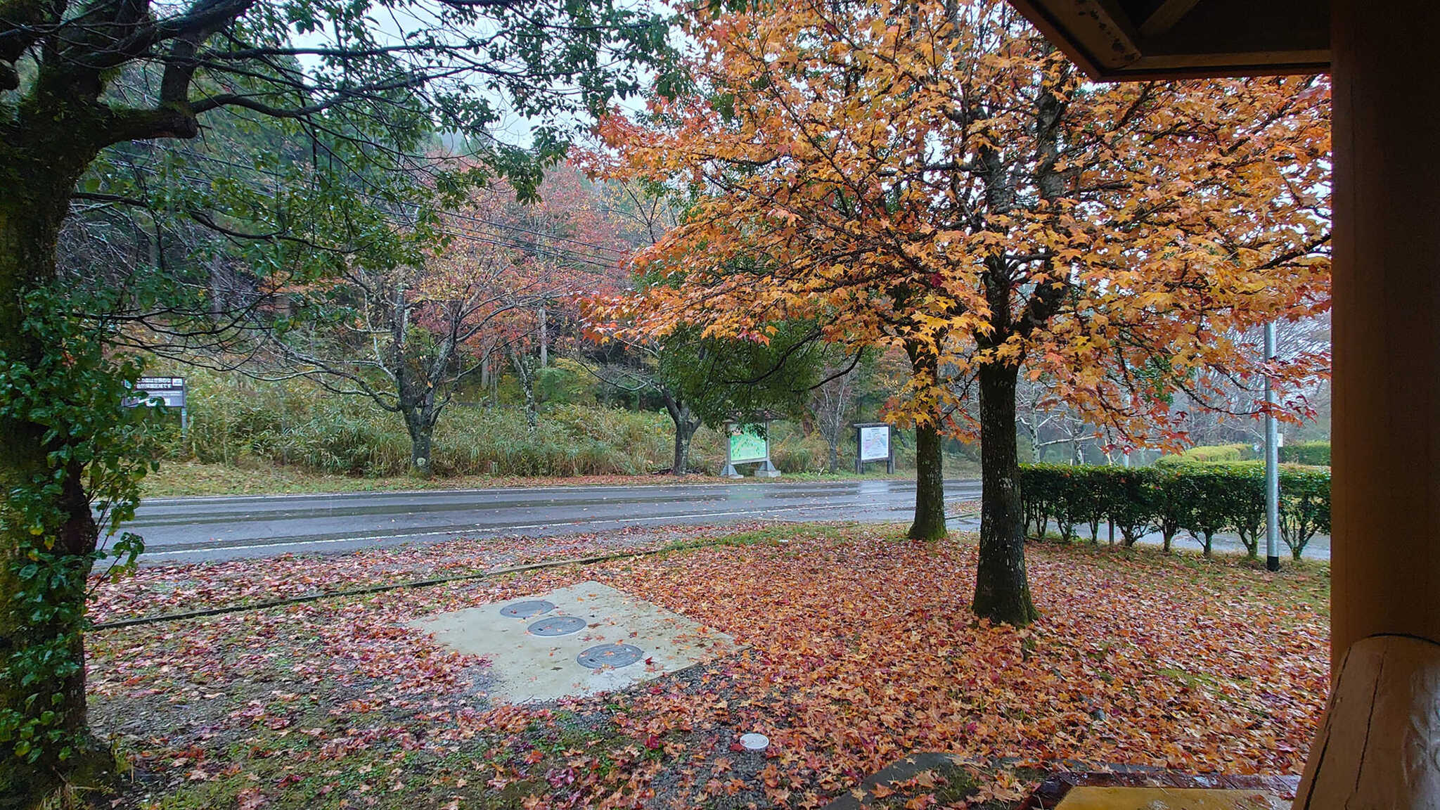 サイト横の紅葉