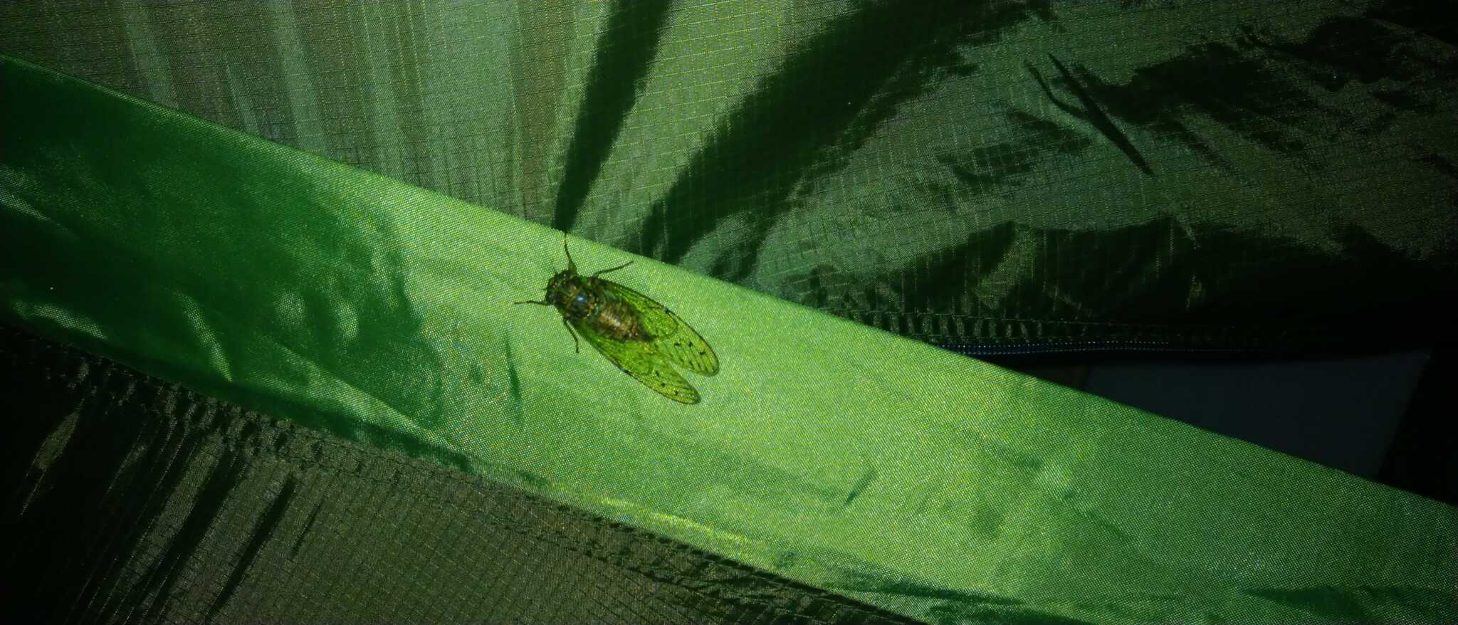 夕暮時にヒグラシがいました。