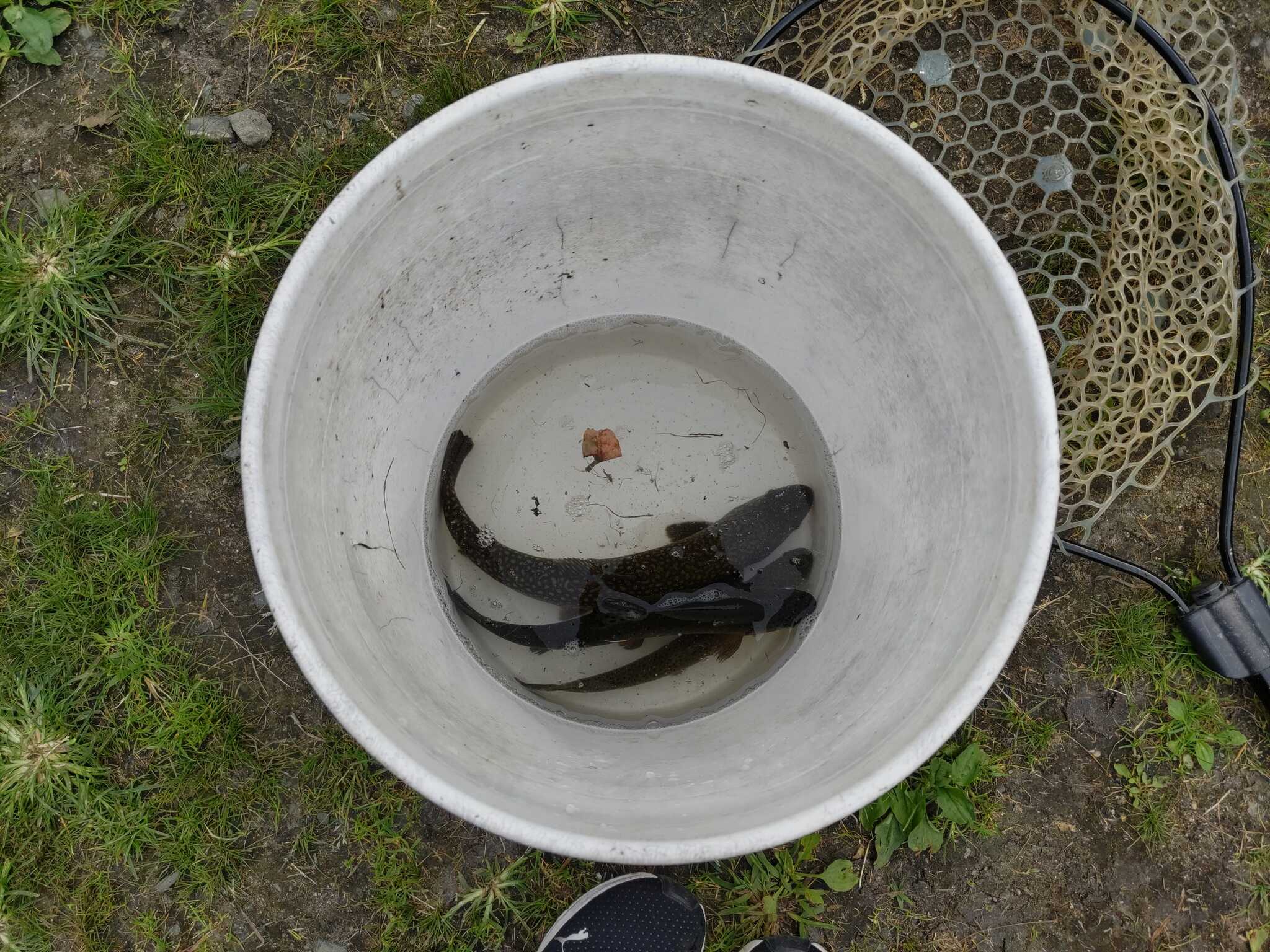 魚