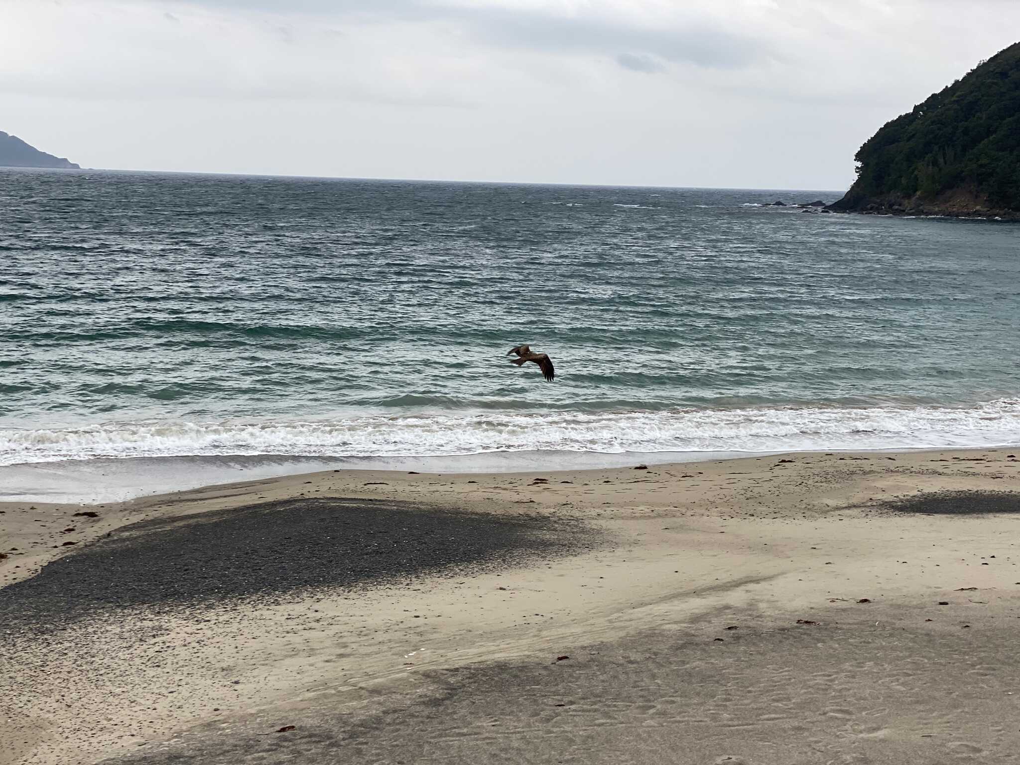 とんびの巣がそばにあるようでした