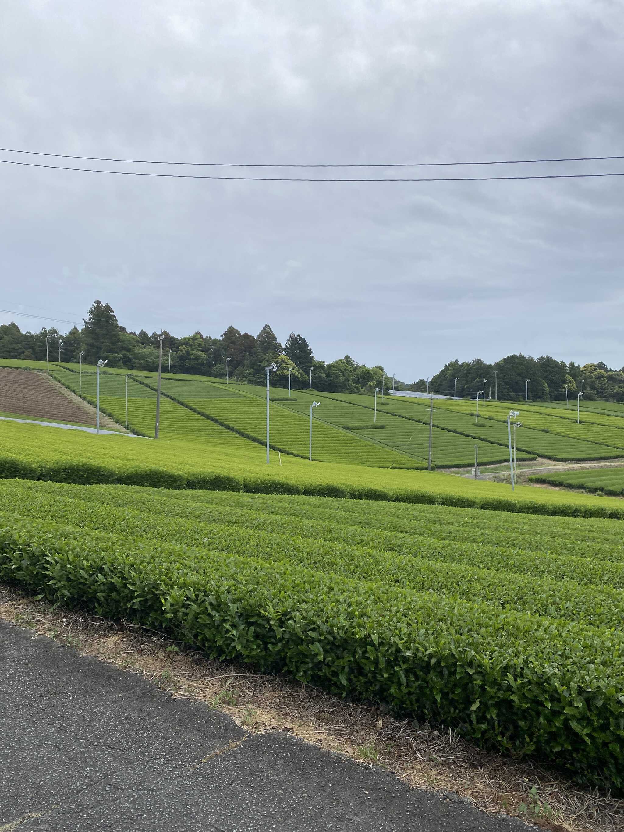 お茶畑