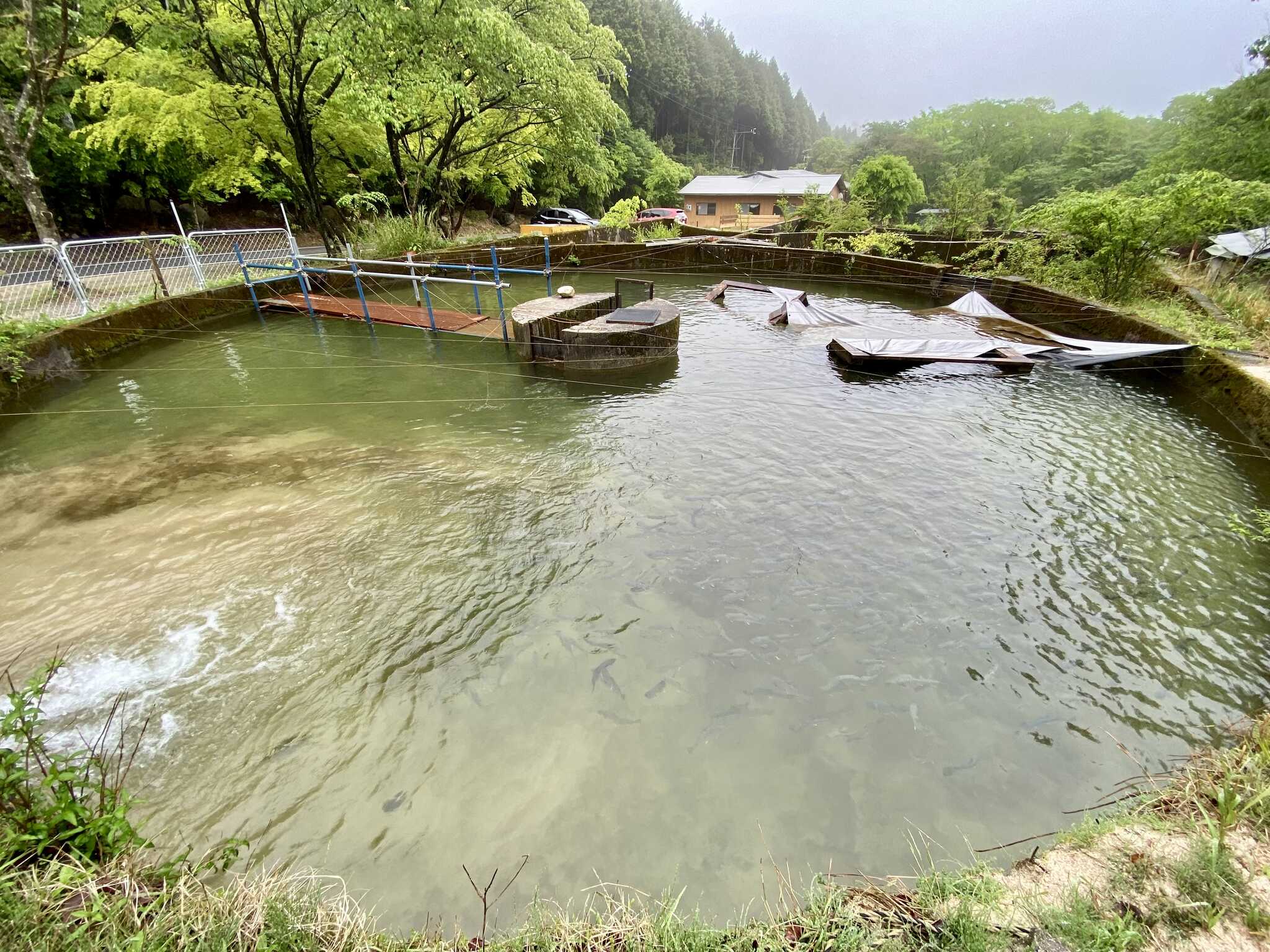 イワナの養殖池で釣りも出来ます