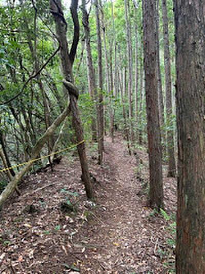 滝サイトへ続く山道
