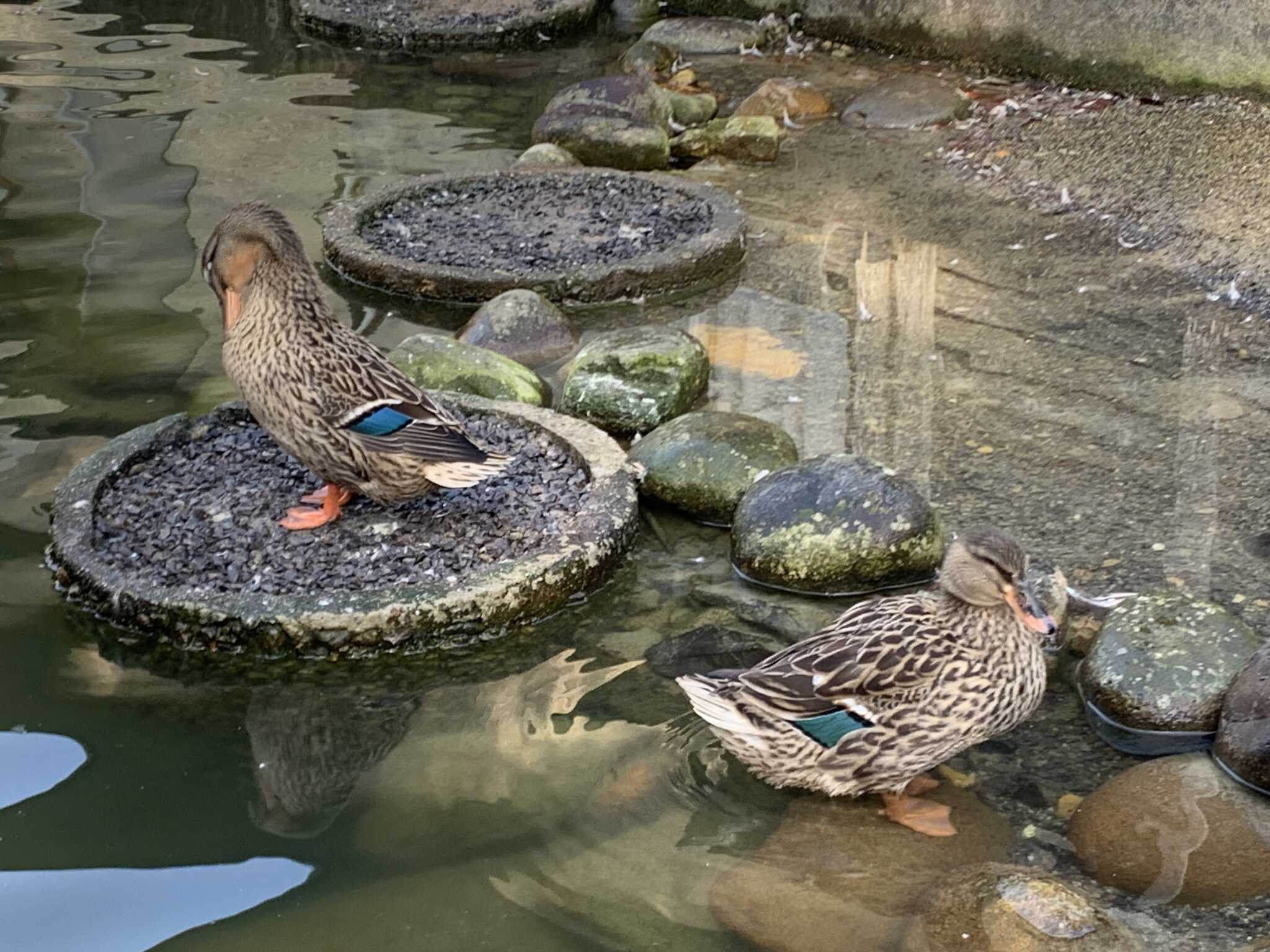 場内の池に住む鴨