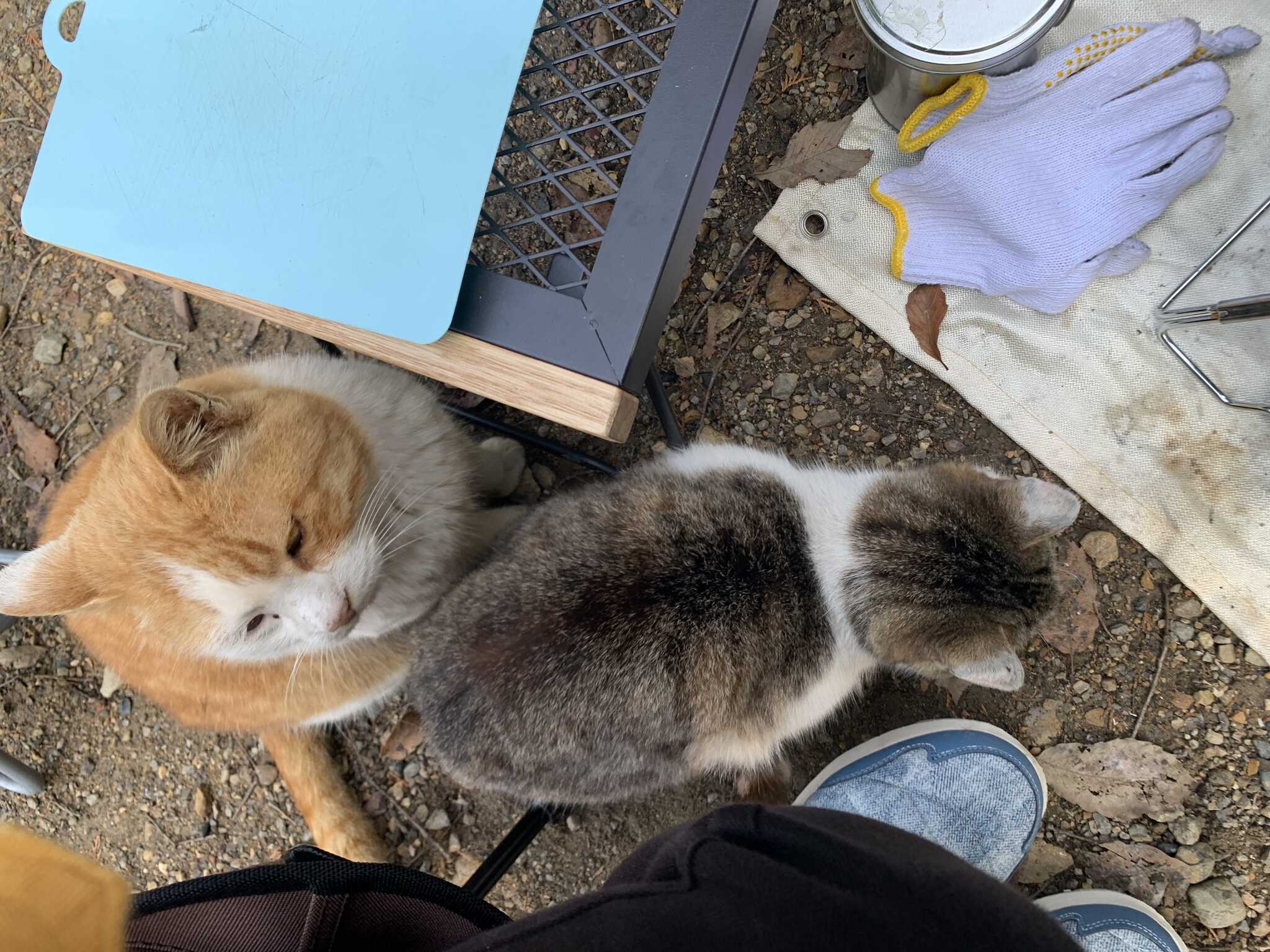 場内でおねだりしにくる猫ちゃん