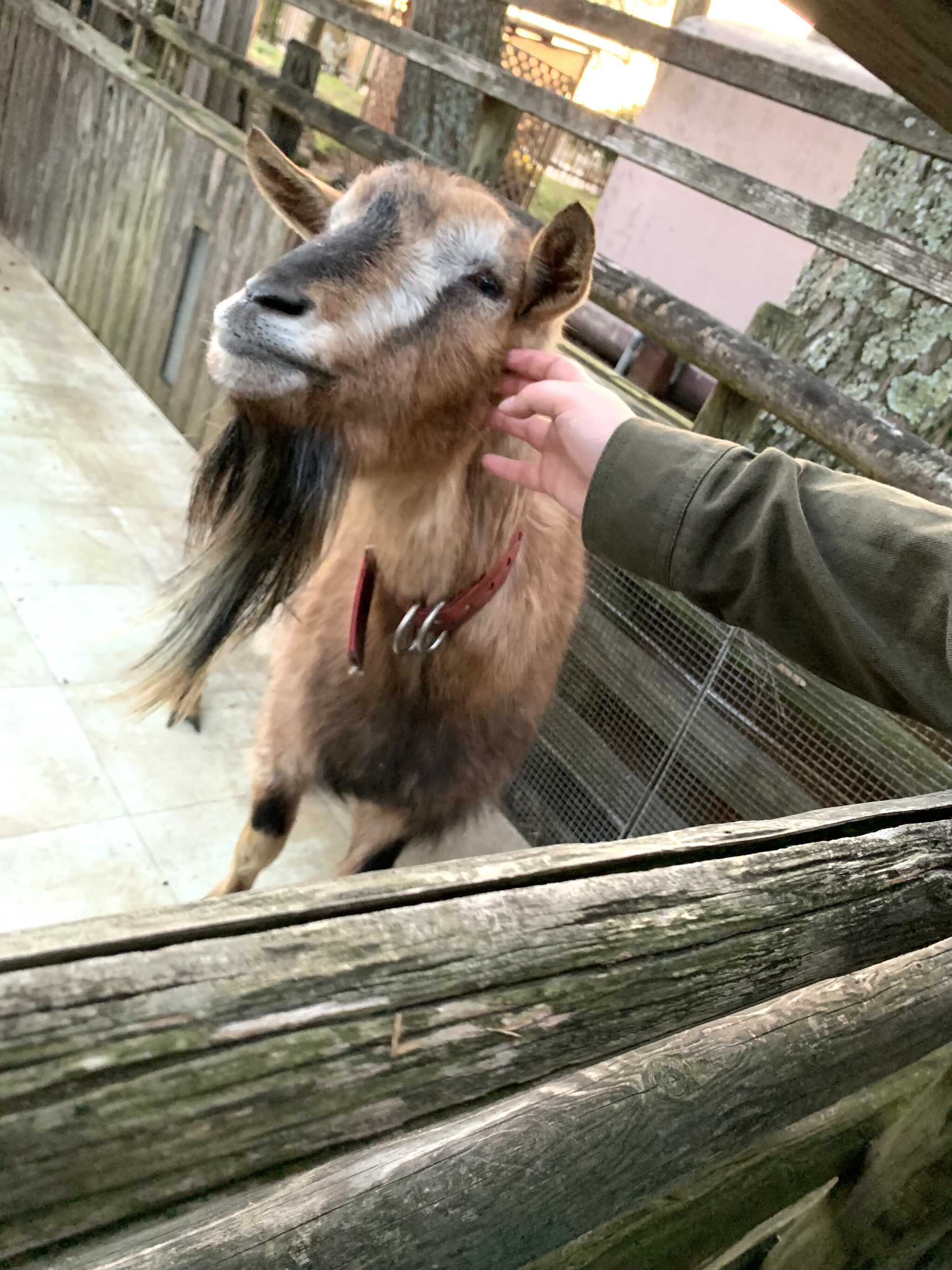 飼われているヤギ