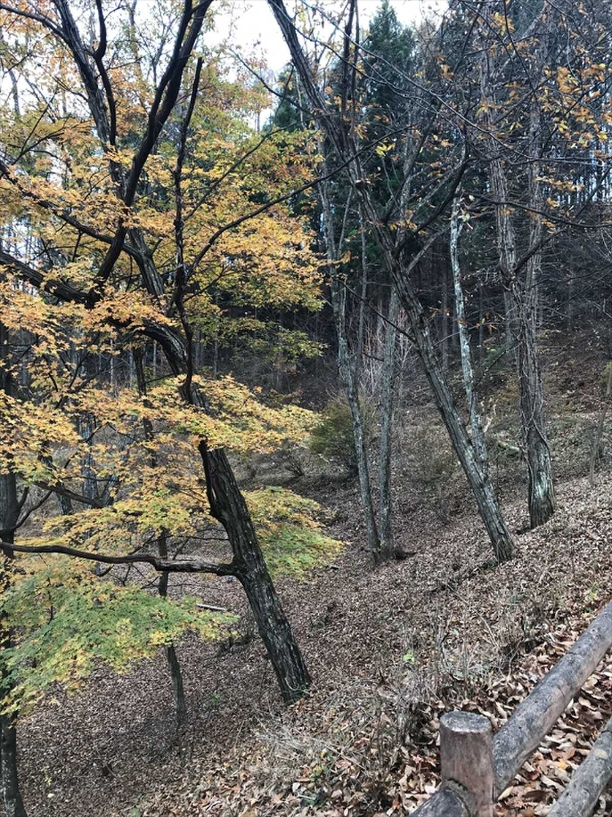 少しばかり遅い紅葉