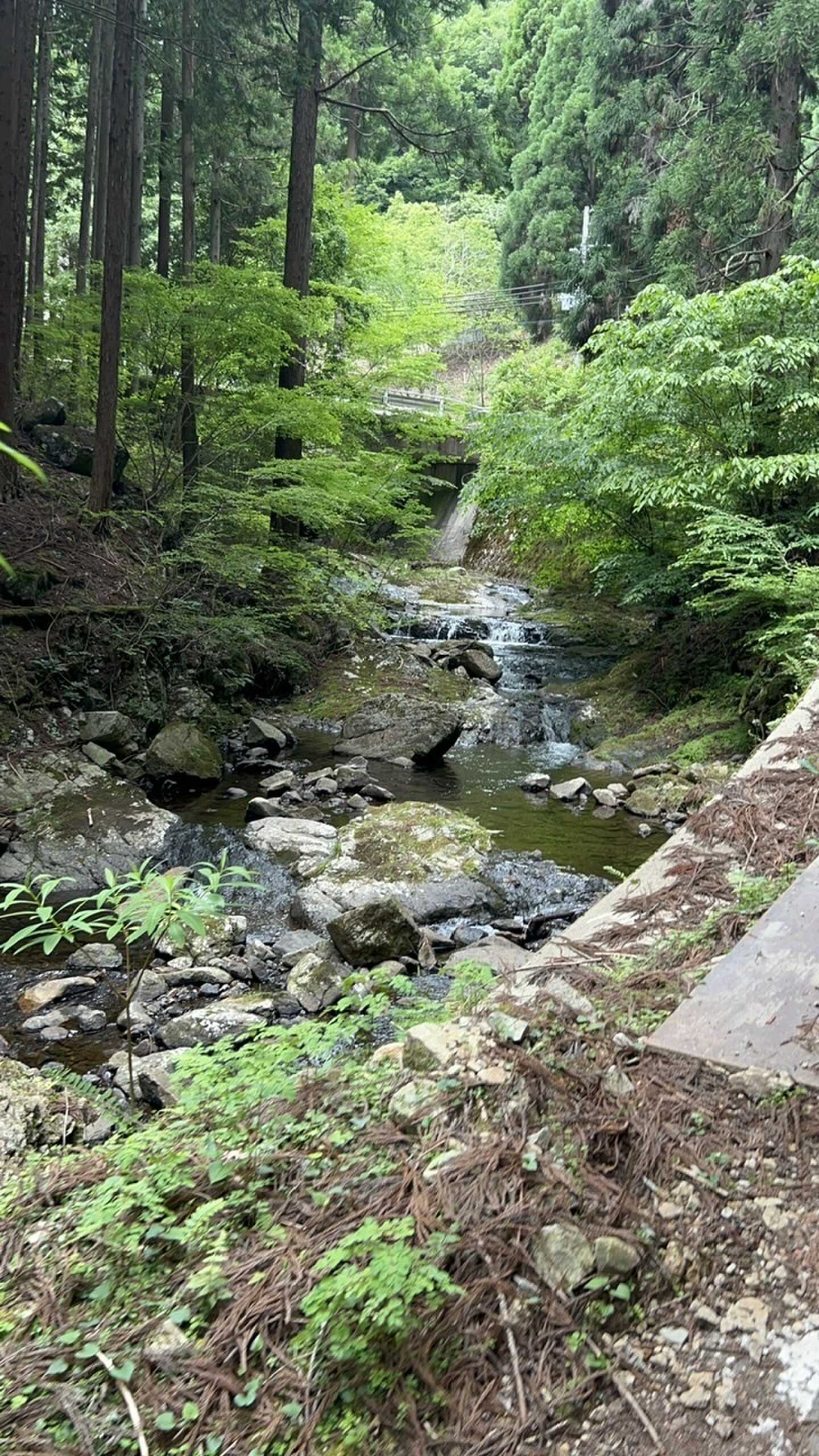 山へ