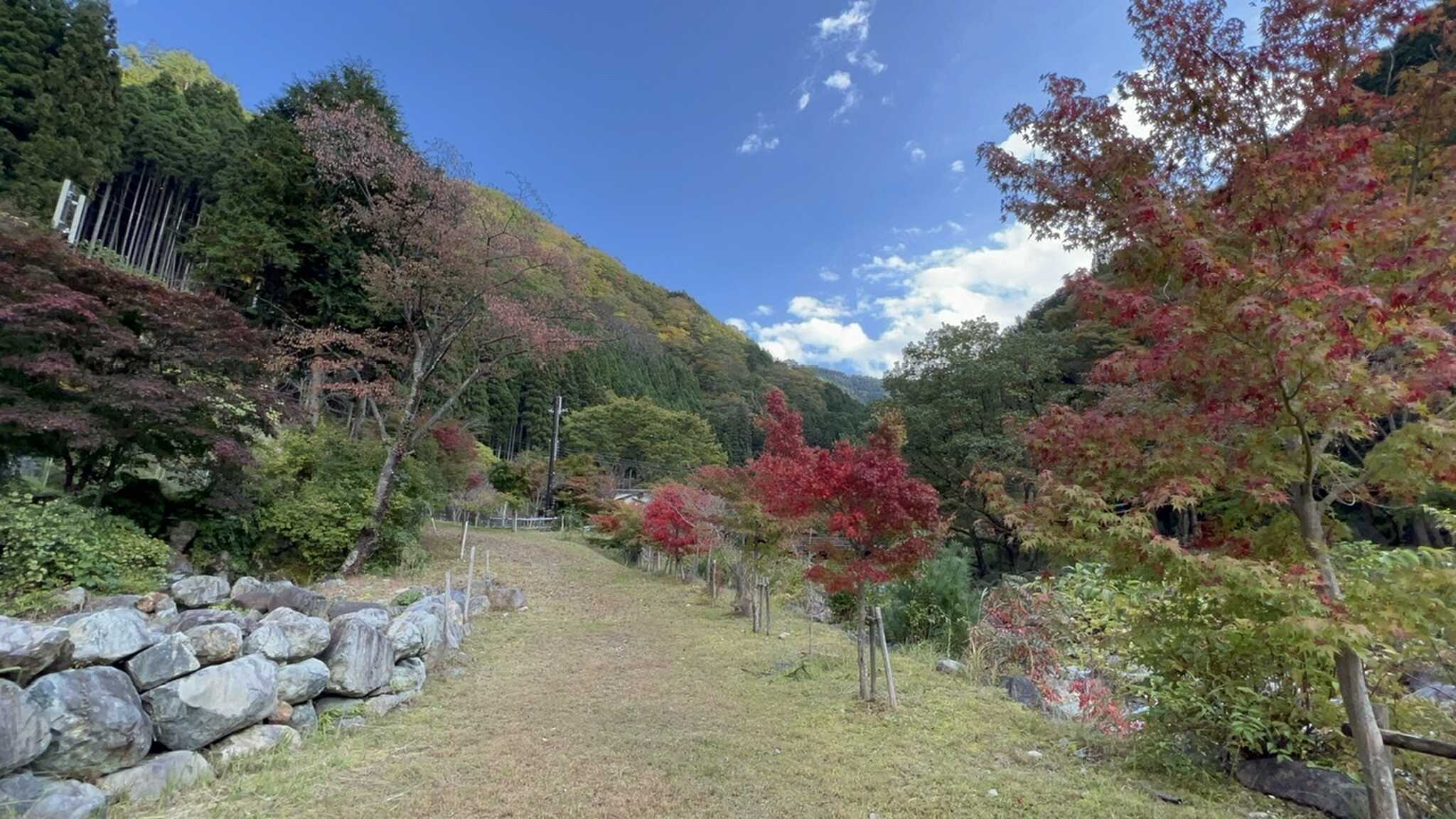 紅葉