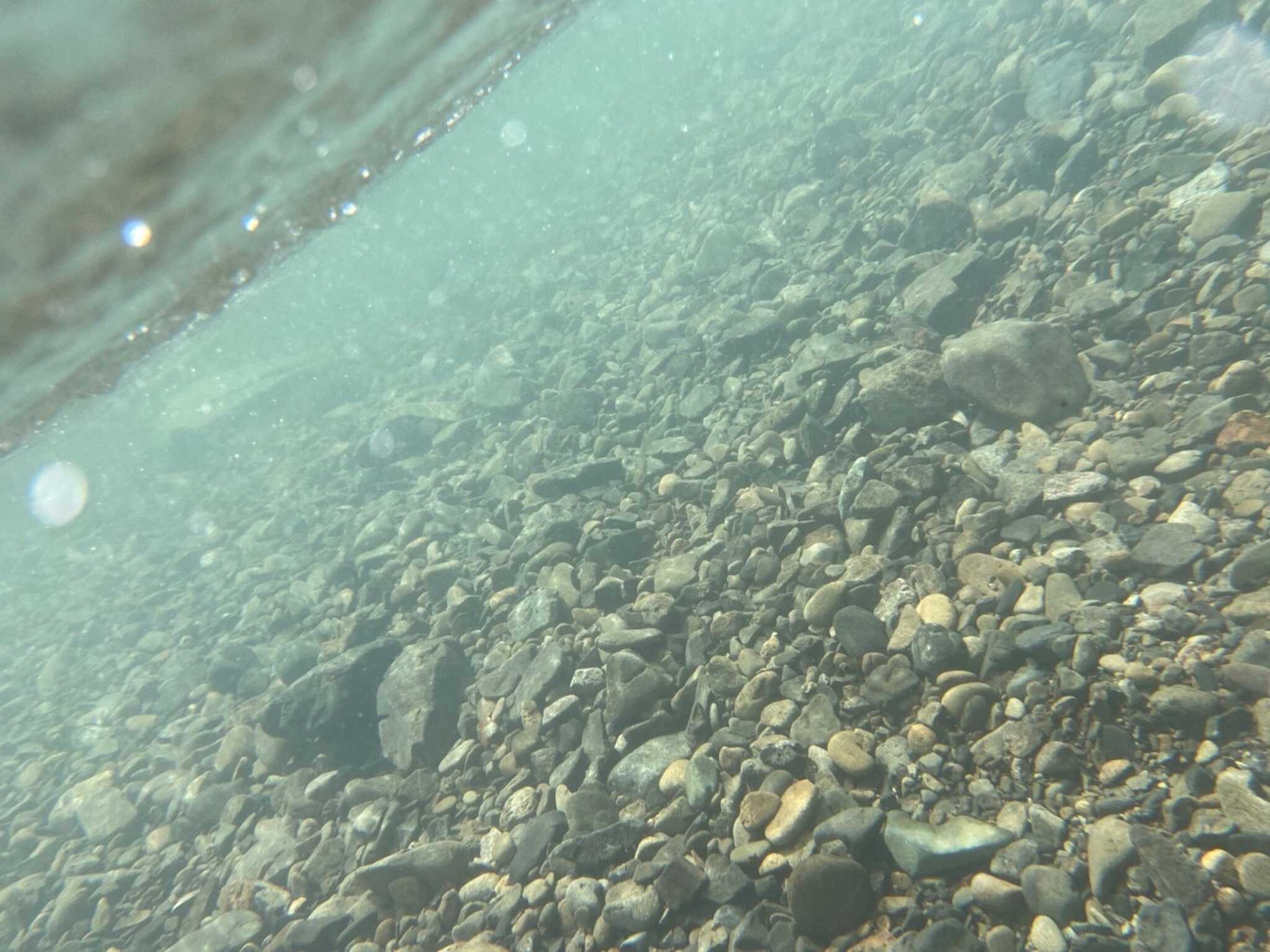 綺麗な川ですよー
