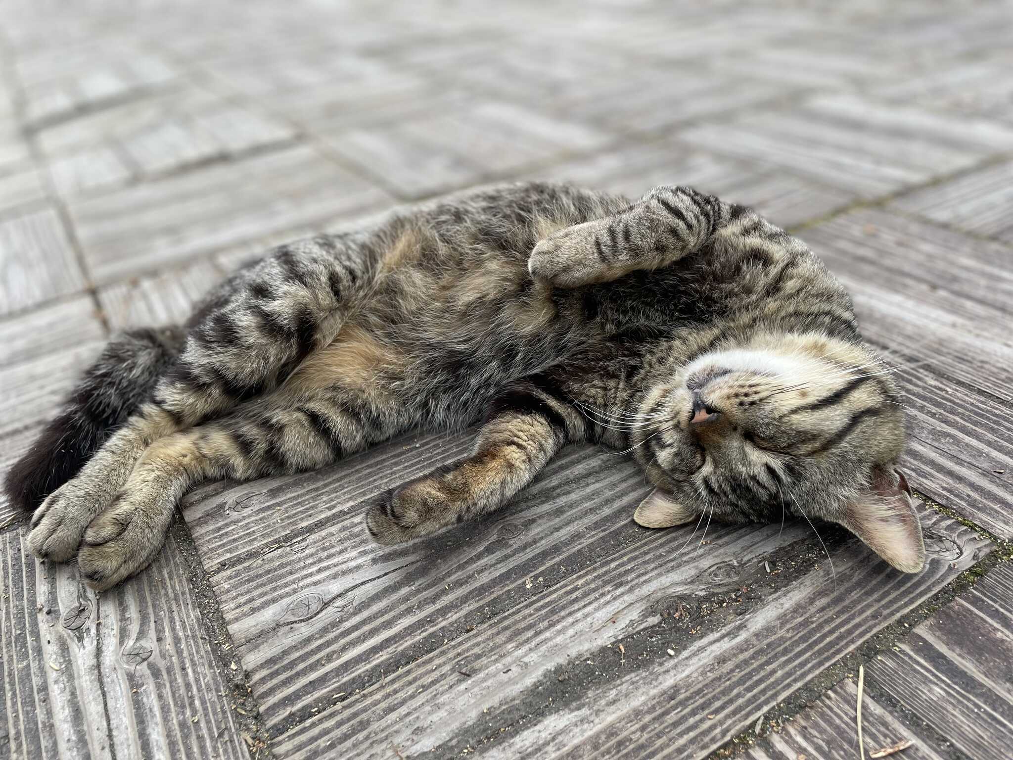猫ちゃん