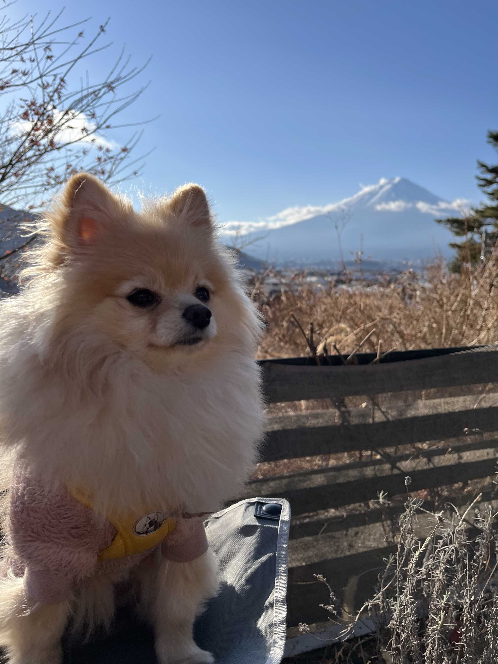 サイトから見える富士山はサイコーでした。