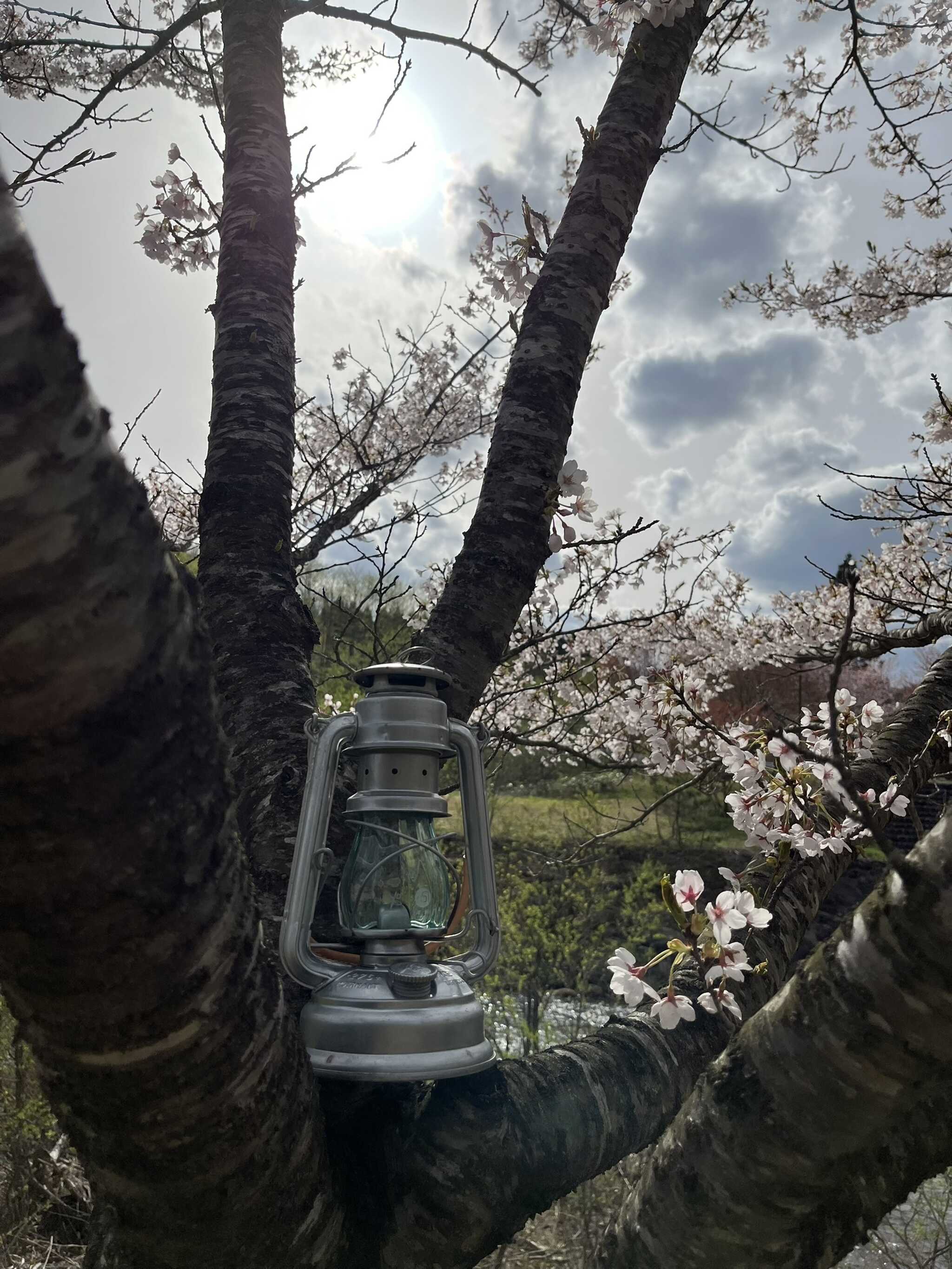 桜が満開