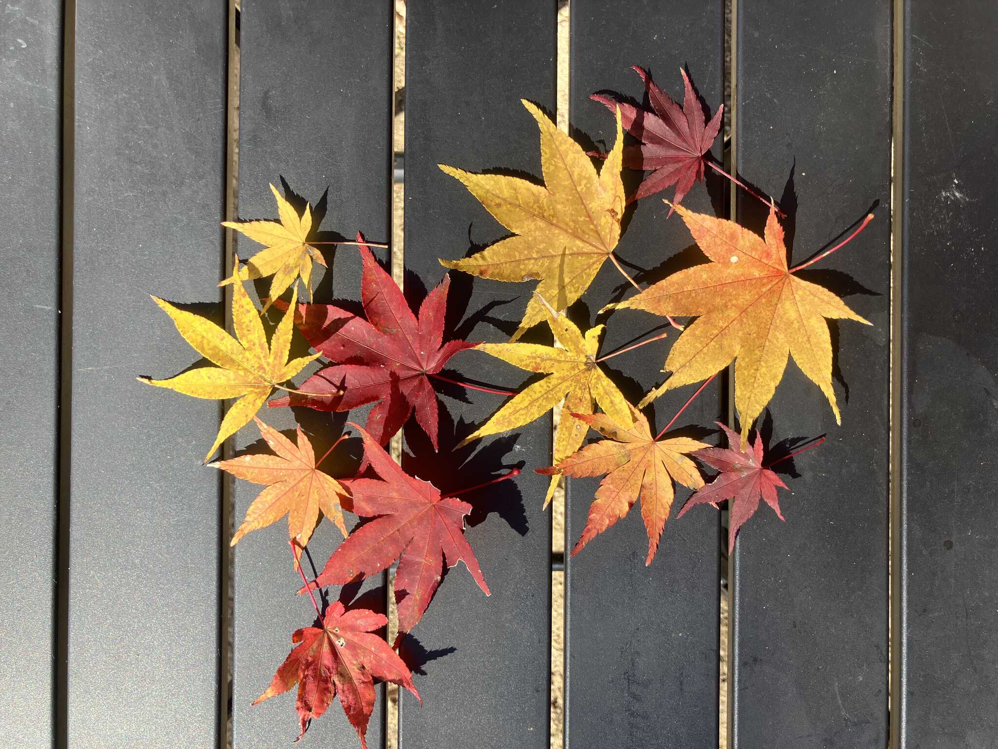 散策で拾った紅葉 いとつきづきし