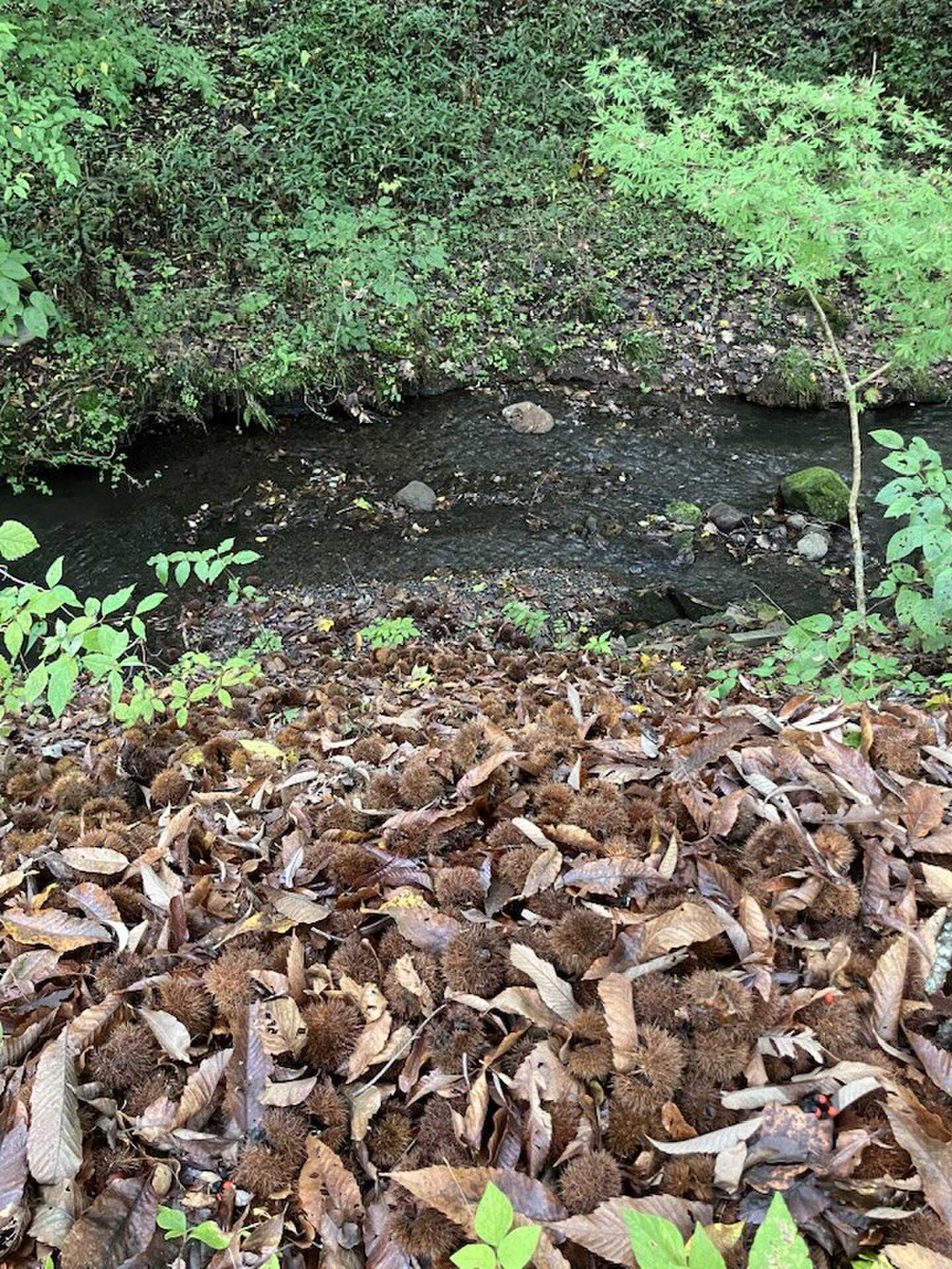 横を流れる小川と秋の風物詩イガグリ