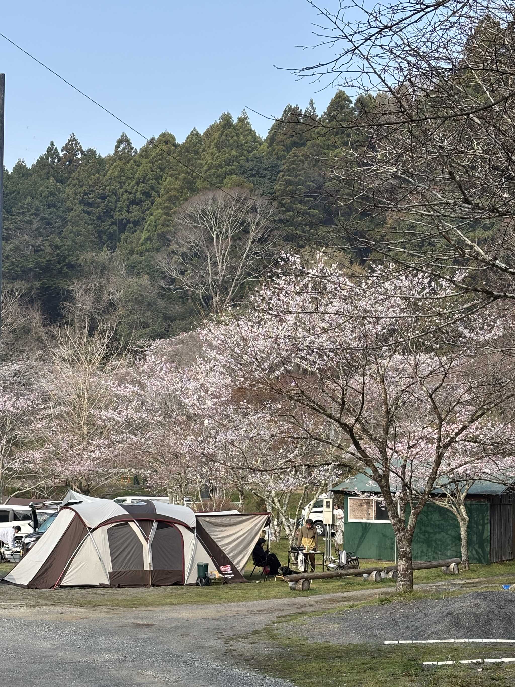 花見キャンプ