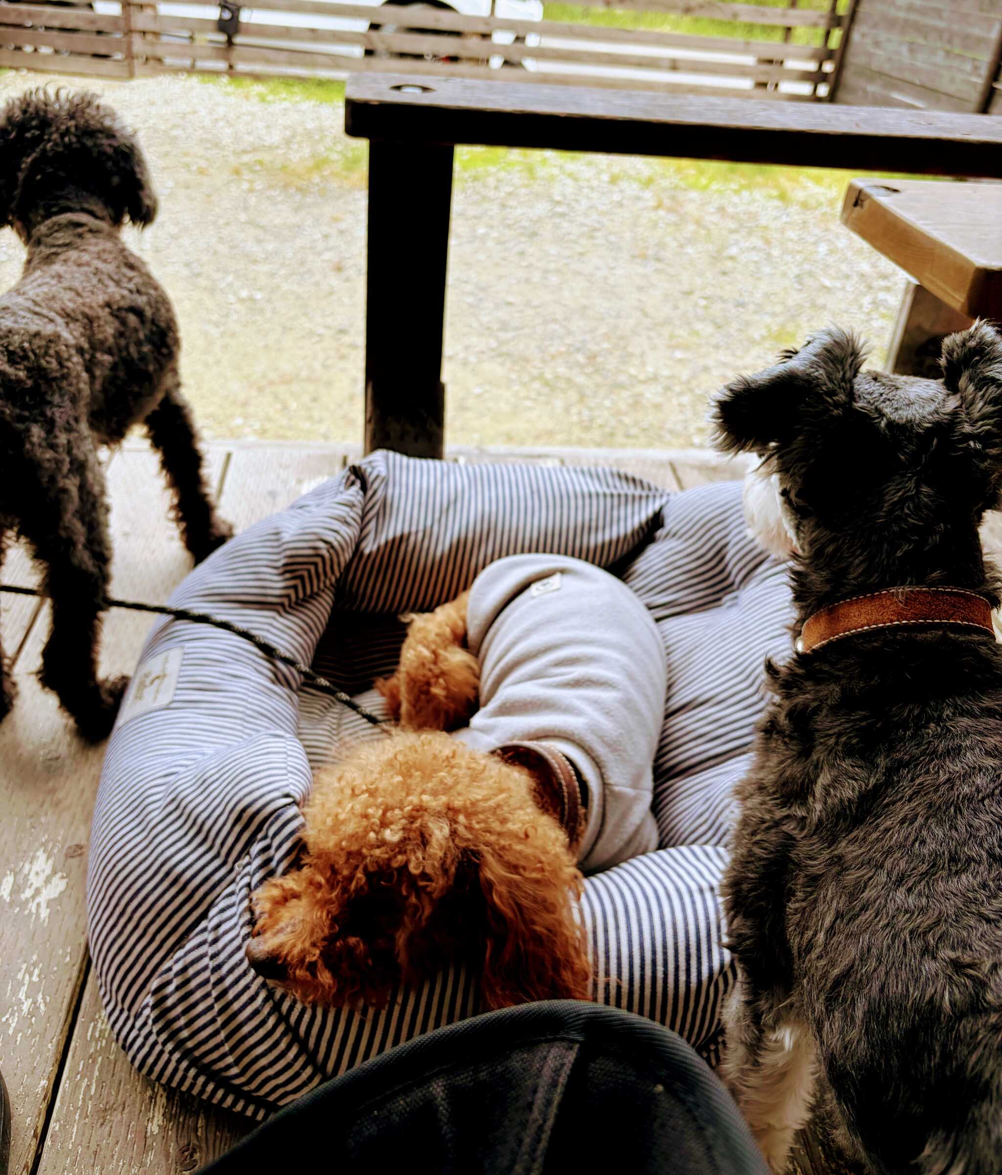 良い天気で犬達もリラックスできました。