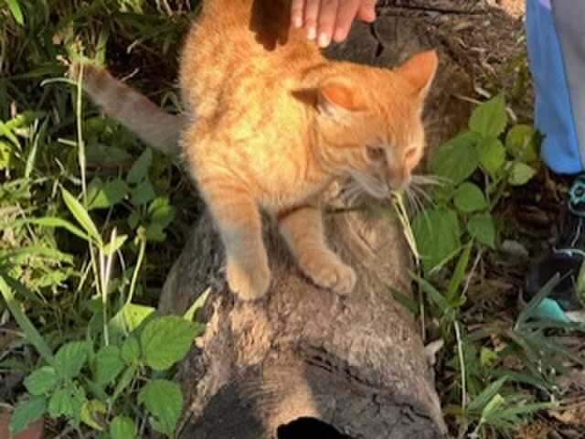 キャンプ場の飼い猫がかわいい